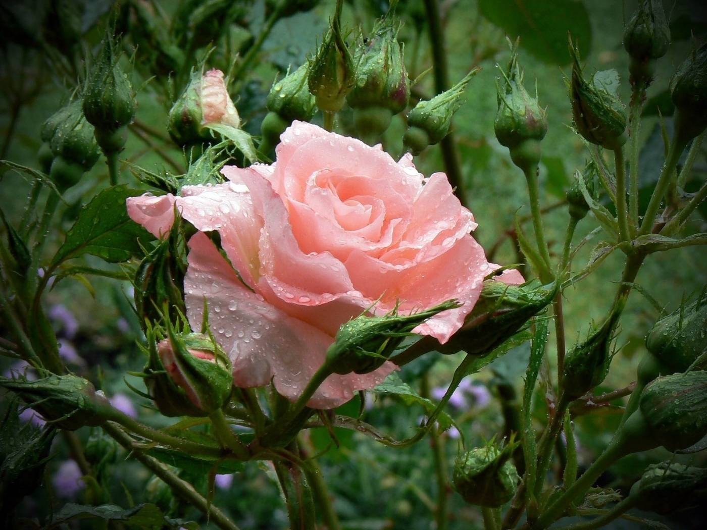 Laden Sie das Pflanzen, Blumen, Drops, Roses-Bild kostenlos auf Ihren PC-Desktop herunter