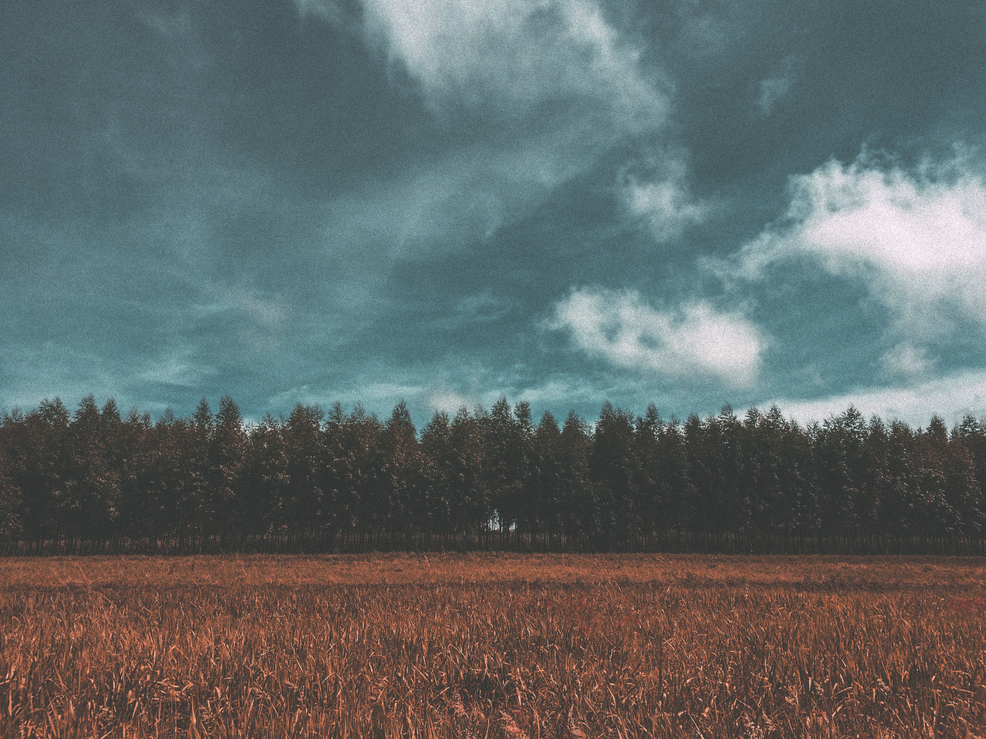 Free download wallpaper Sky, Nature, Trees, Forest, Field, Meadow on your PC desktop