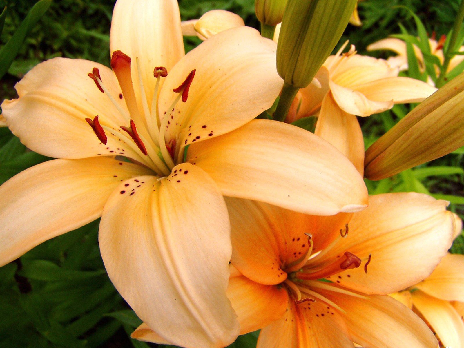 Laden Sie das Staubblätter, Lilien, Blütenblätter, Nahaufnahme, Nahansicht, Knospen, Blumen-Bild kostenlos auf Ihren PC-Desktop herunter