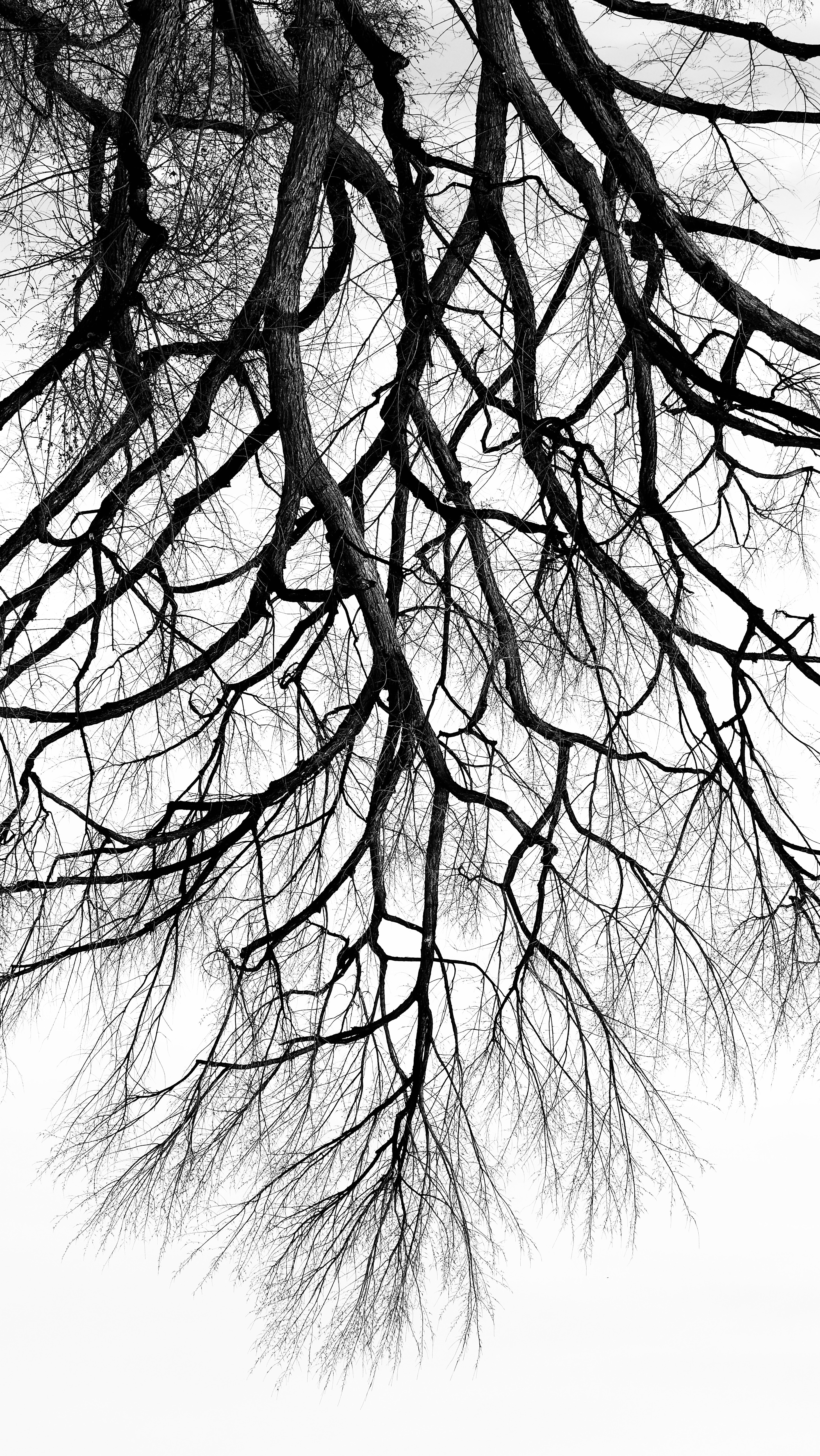 Free download wallpaper Wood, Tree, Branches, Bw, Nature, Chb, Minimalism on your PC desktop