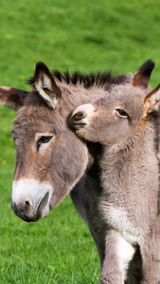 Download mobile wallpaper Animal, Cute, Donkey, Baby Animal for free.