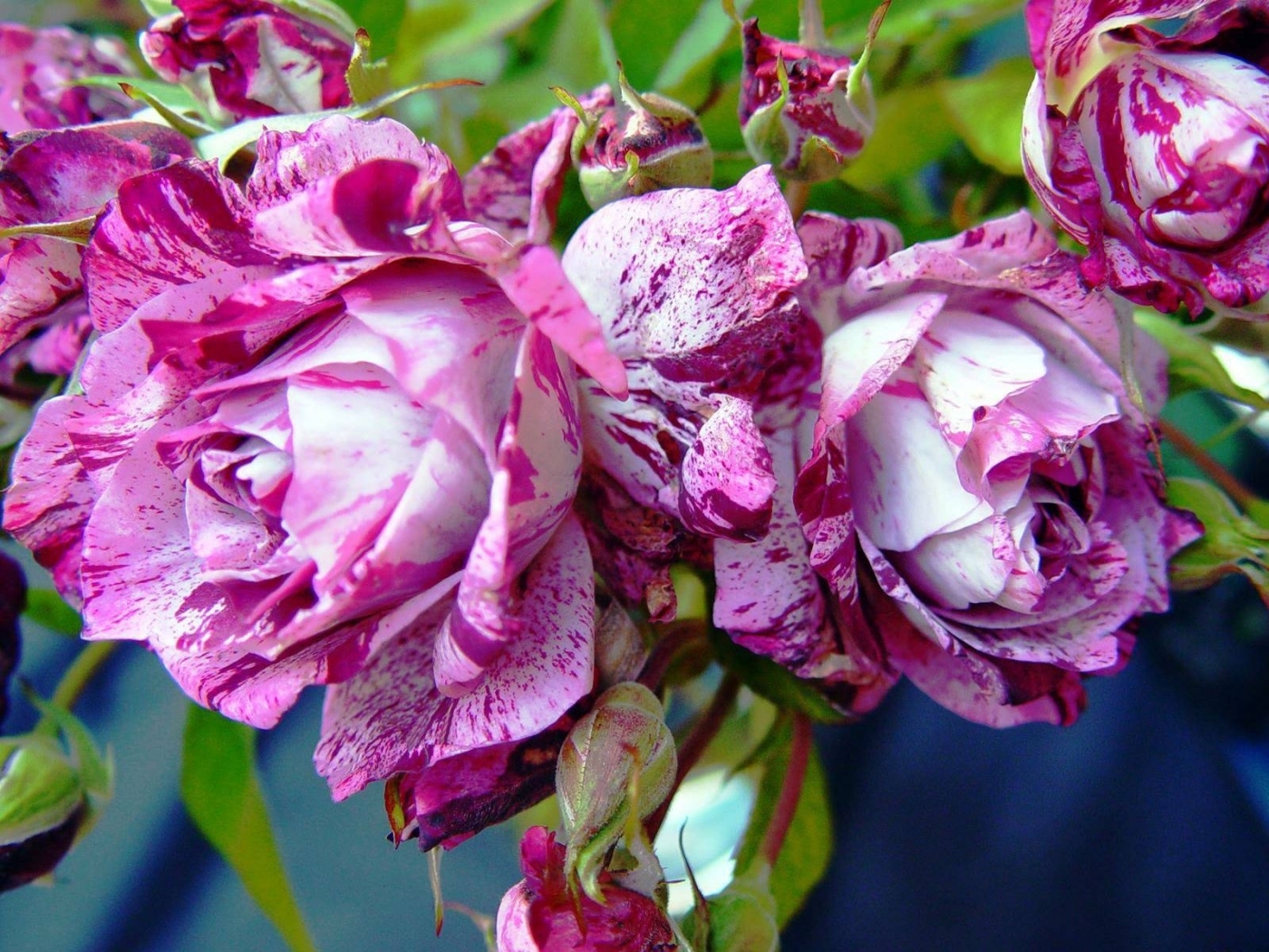 Скачать обои бесплатно Цветы, Розы, Растения картинка на рабочий стол ПК