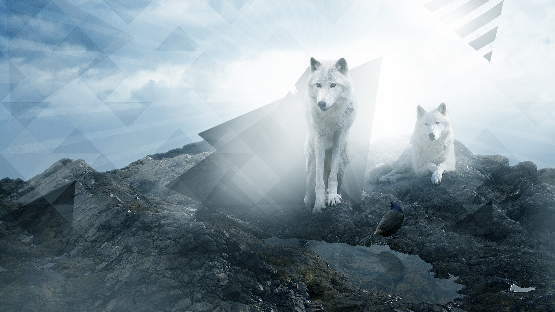 Download mobile wallpaper Manipulation, Wolves, Wolf, Animal for free.