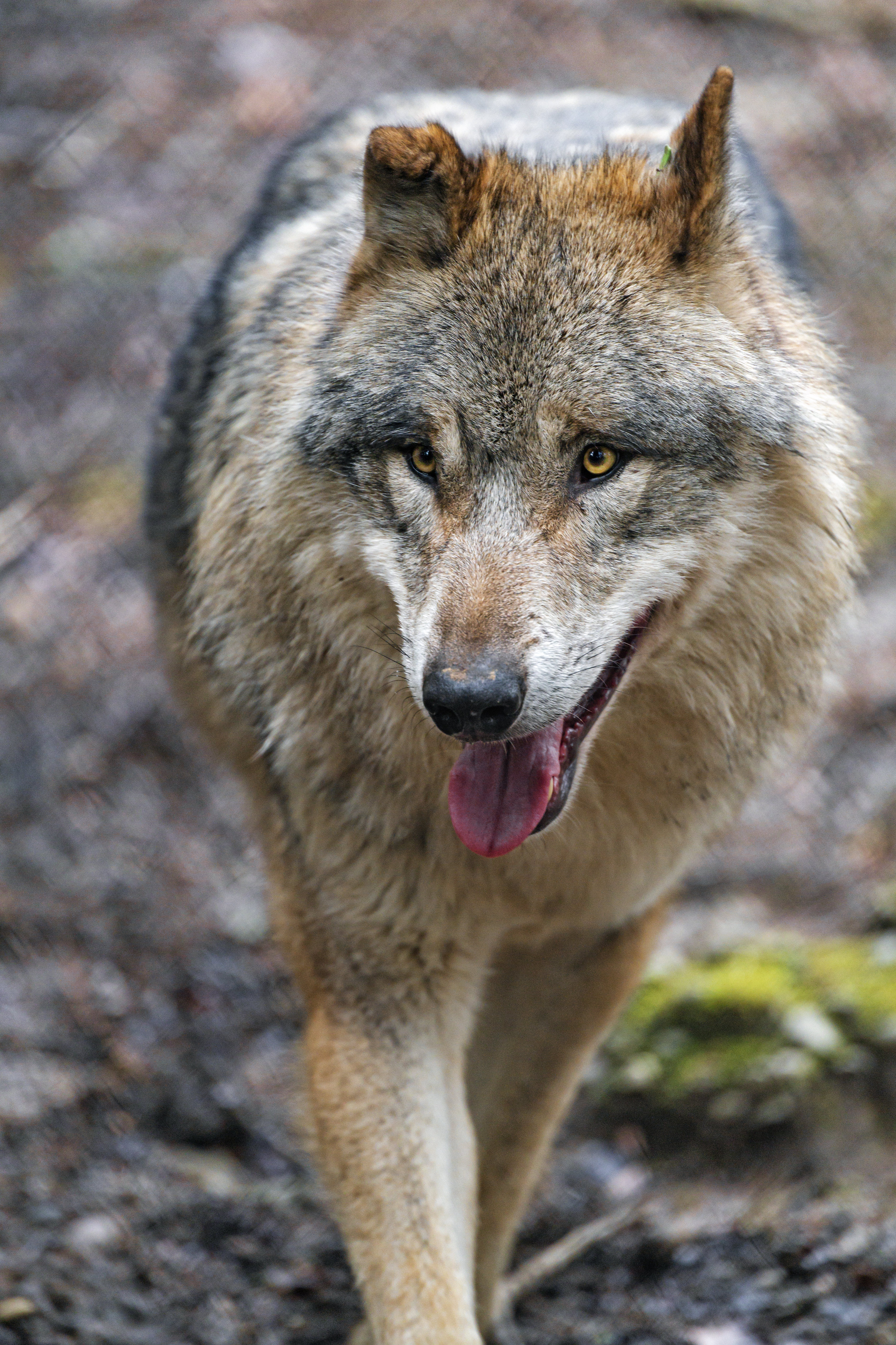 Mobile wallpaper predator, wolf, animals, sight, opinion, protruding tongue, tongue stuck out