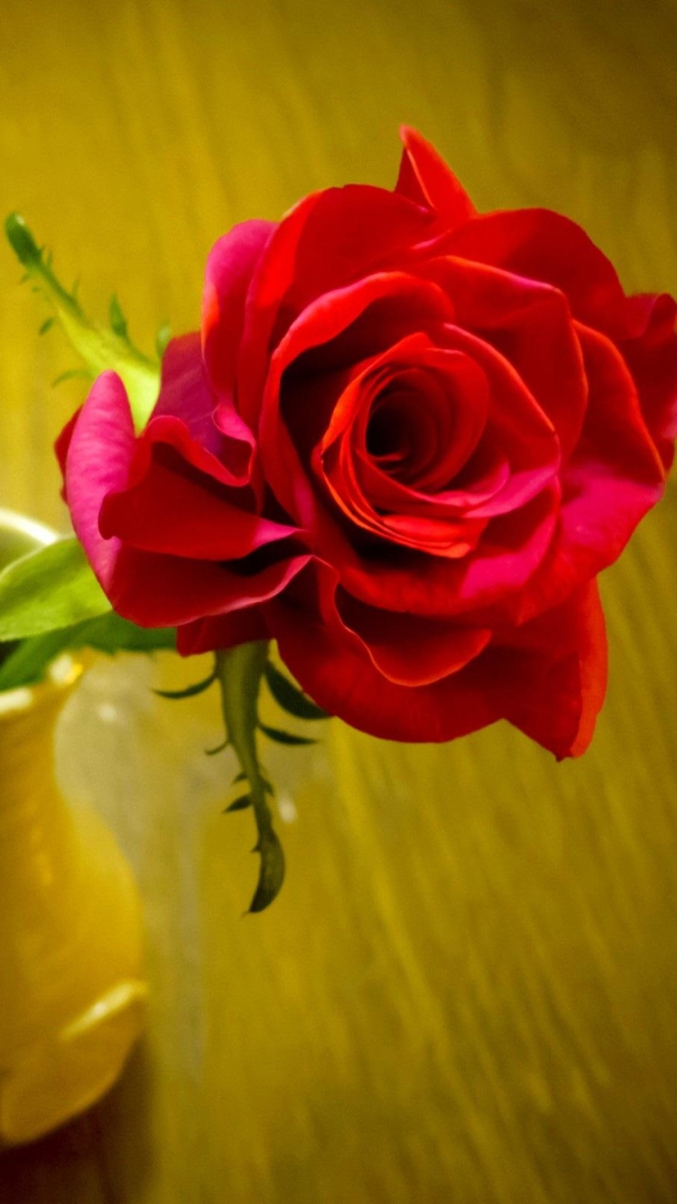 Download mobile wallpaper Flower, Rose, Earth, Vase, Red Rose, Red Flower, Man Made for free.