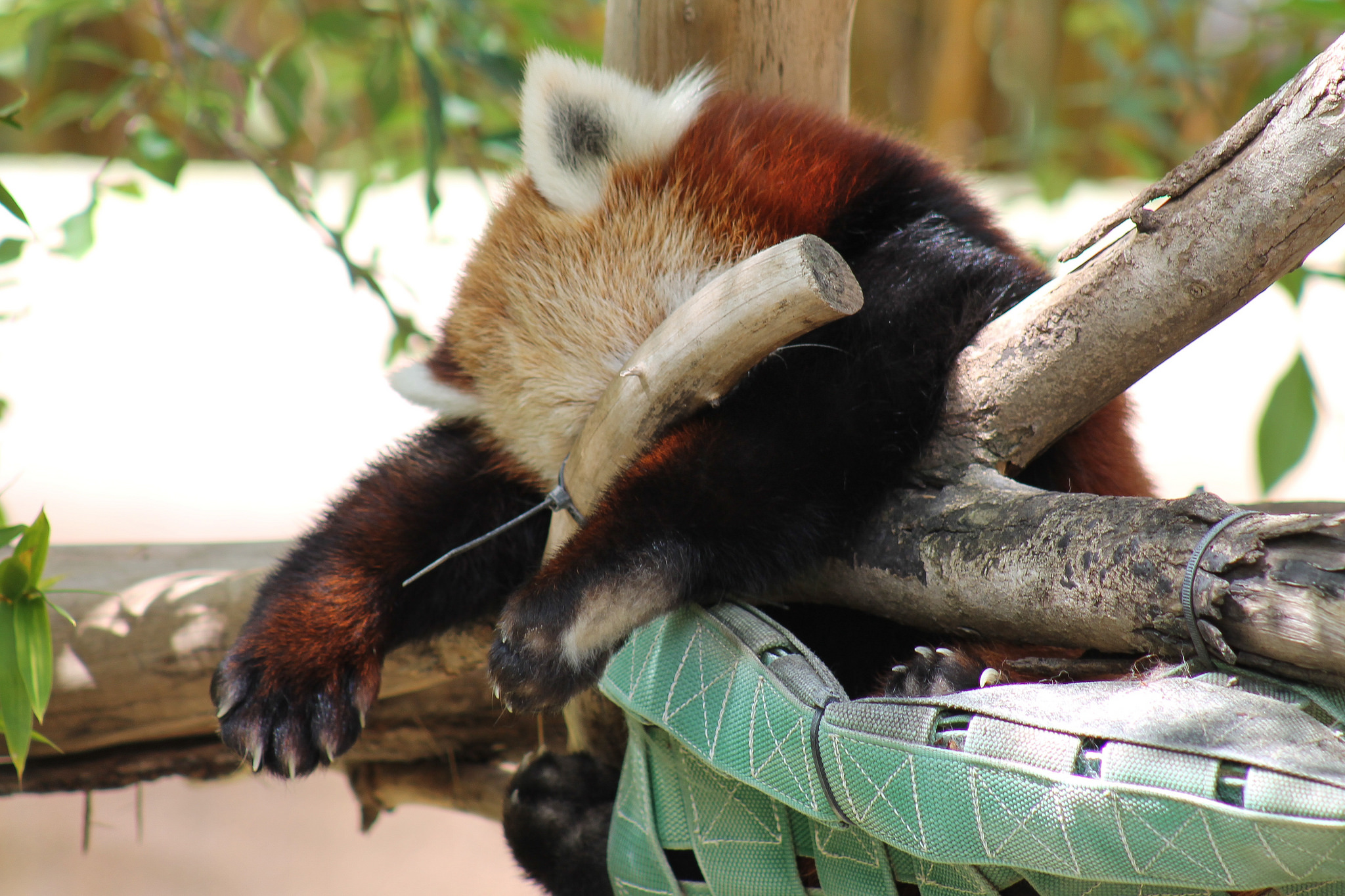 Handy-Wallpaper Tiere, Kleiner Panda kostenlos herunterladen.