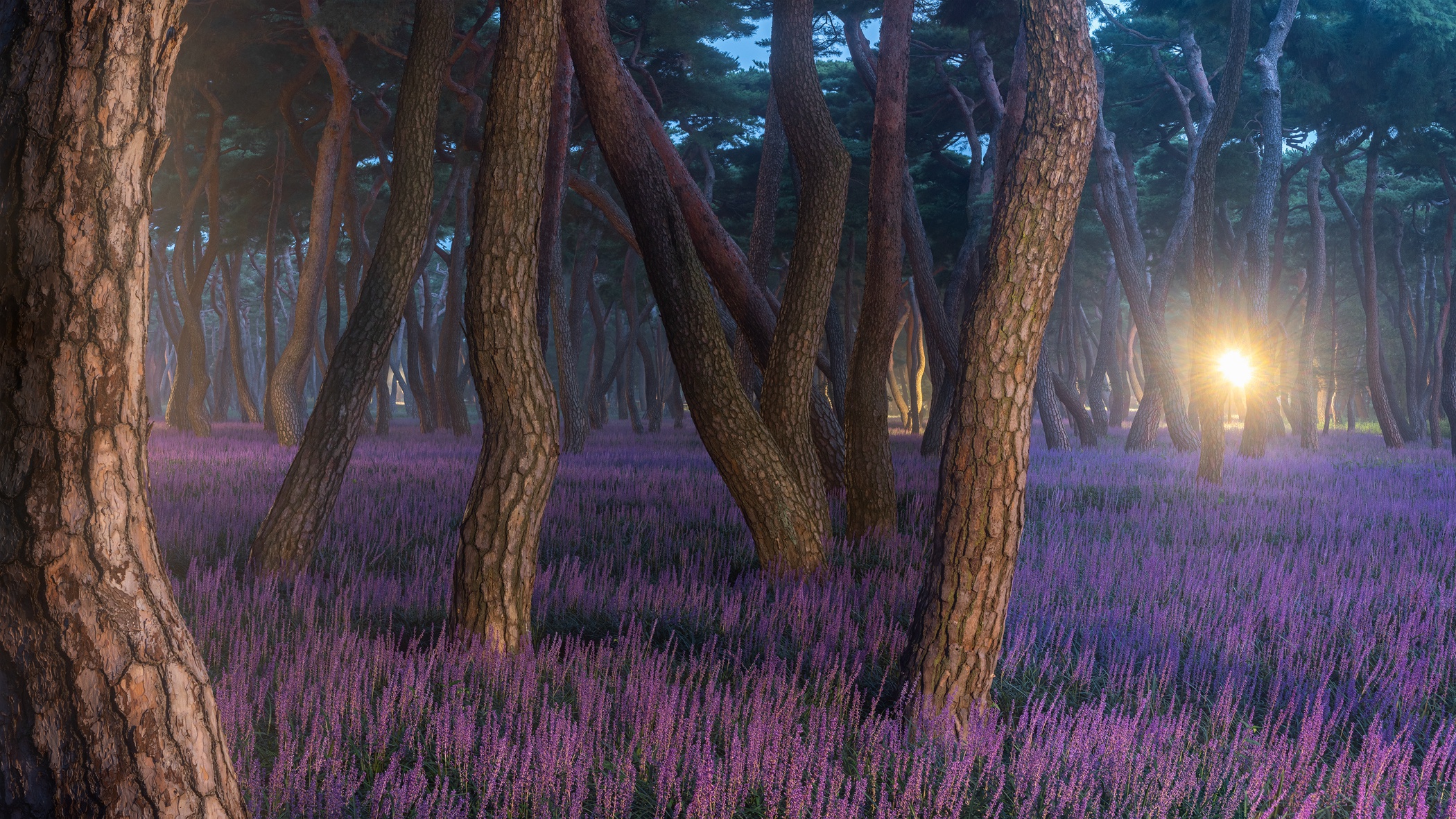 Téléchargez gratuitement l'image Fleurs, Fleur, Fleur Mauve, La Nature, Terre/nature sur le bureau de votre PC