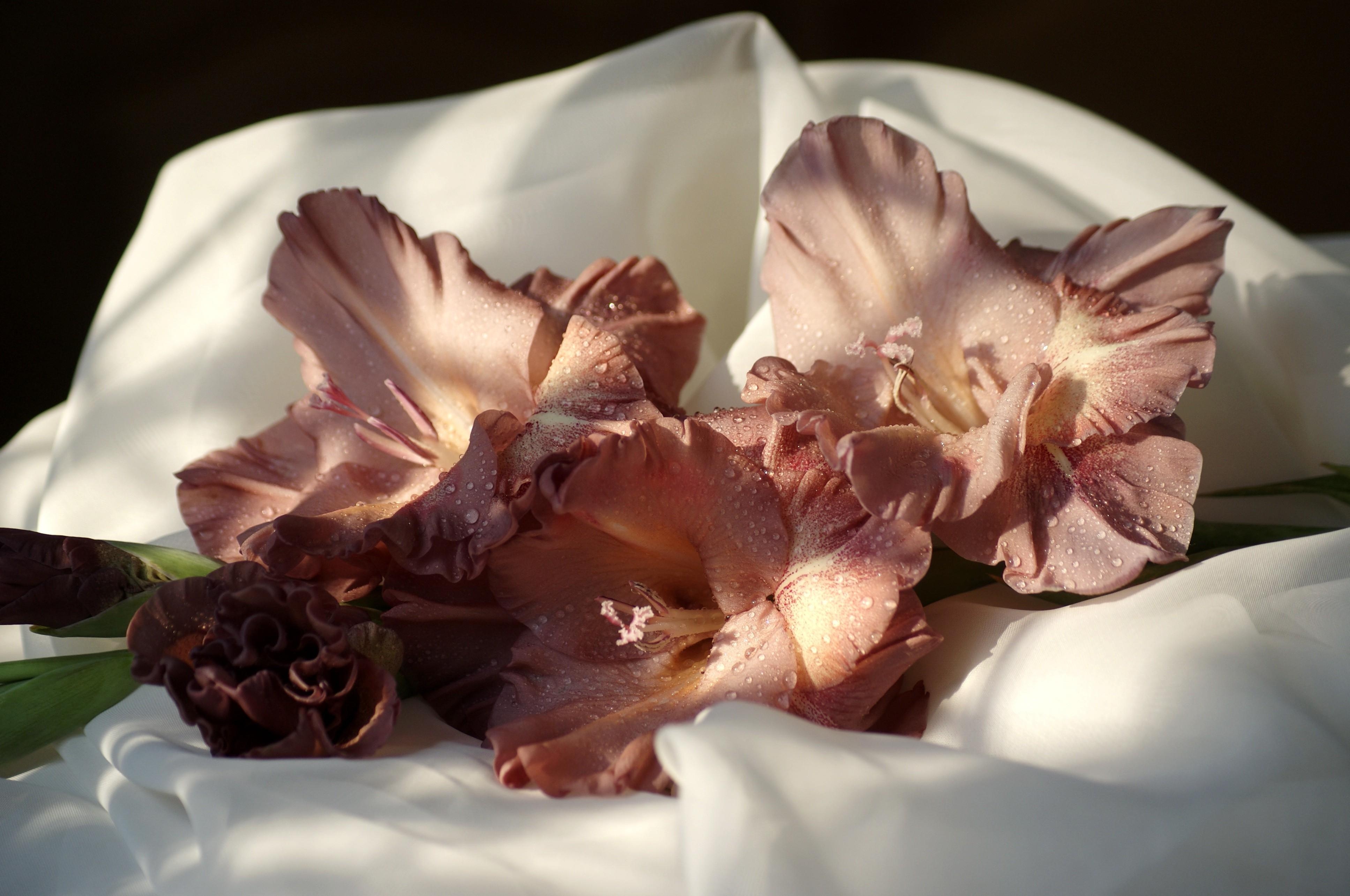Free download wallpaper Flowers, Gladiolus, Cloth, Drops, Close Up on your PC desktop
