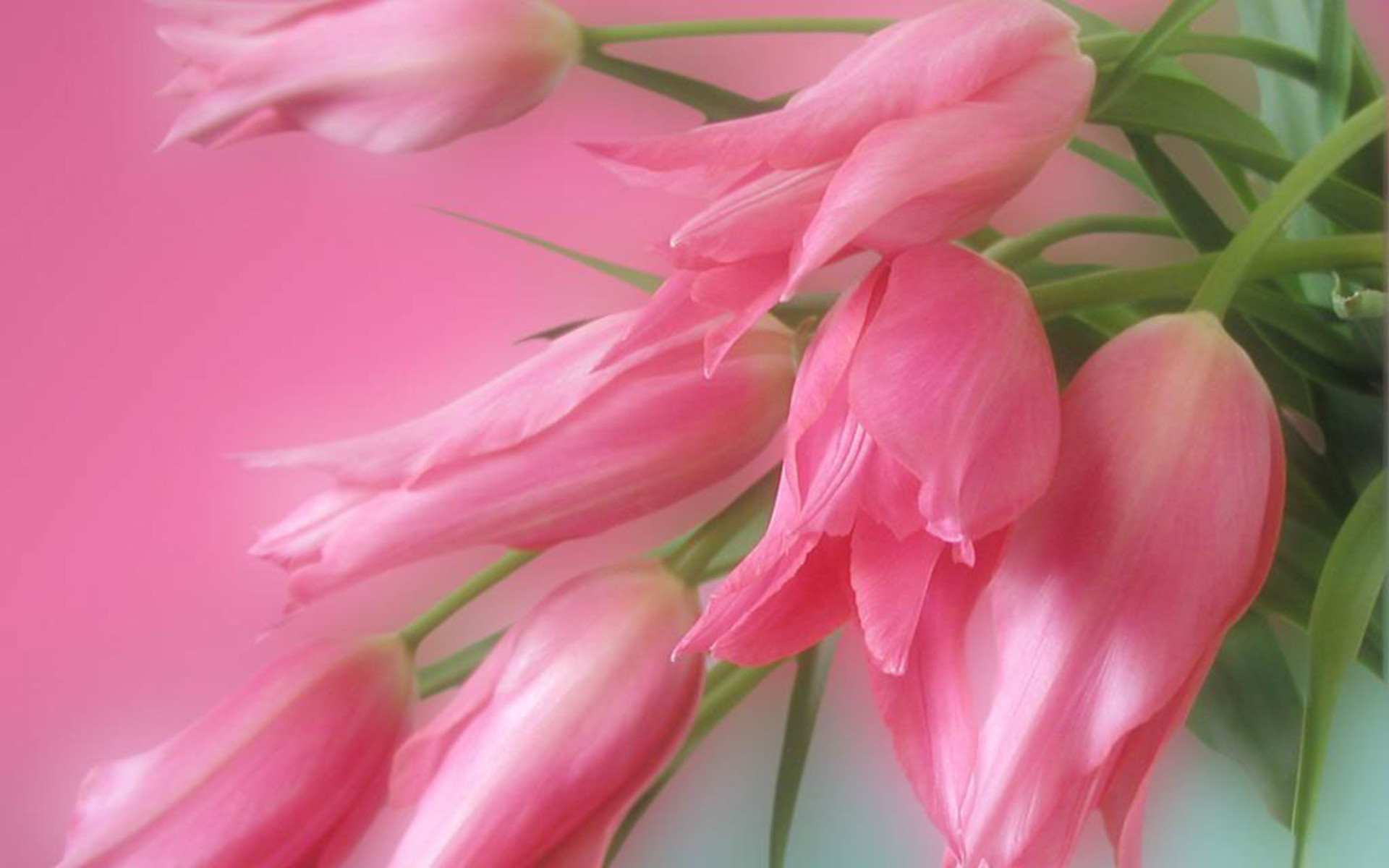 23184 descargar fondo de pantalla plantas, flores, tulipanes, rojo: protectores de pantalla e imágenes gratis