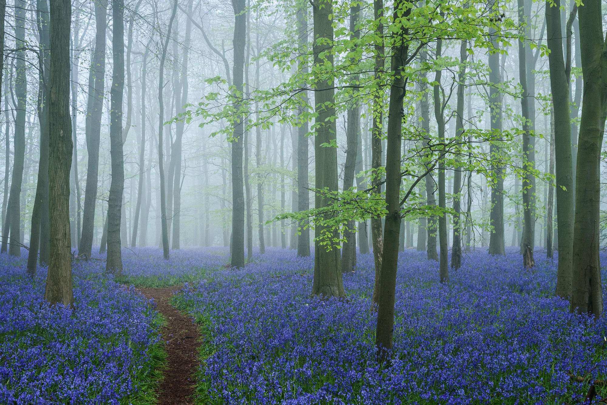 Download mobile wallpaper Forest, Earth, Blue Flower for free.