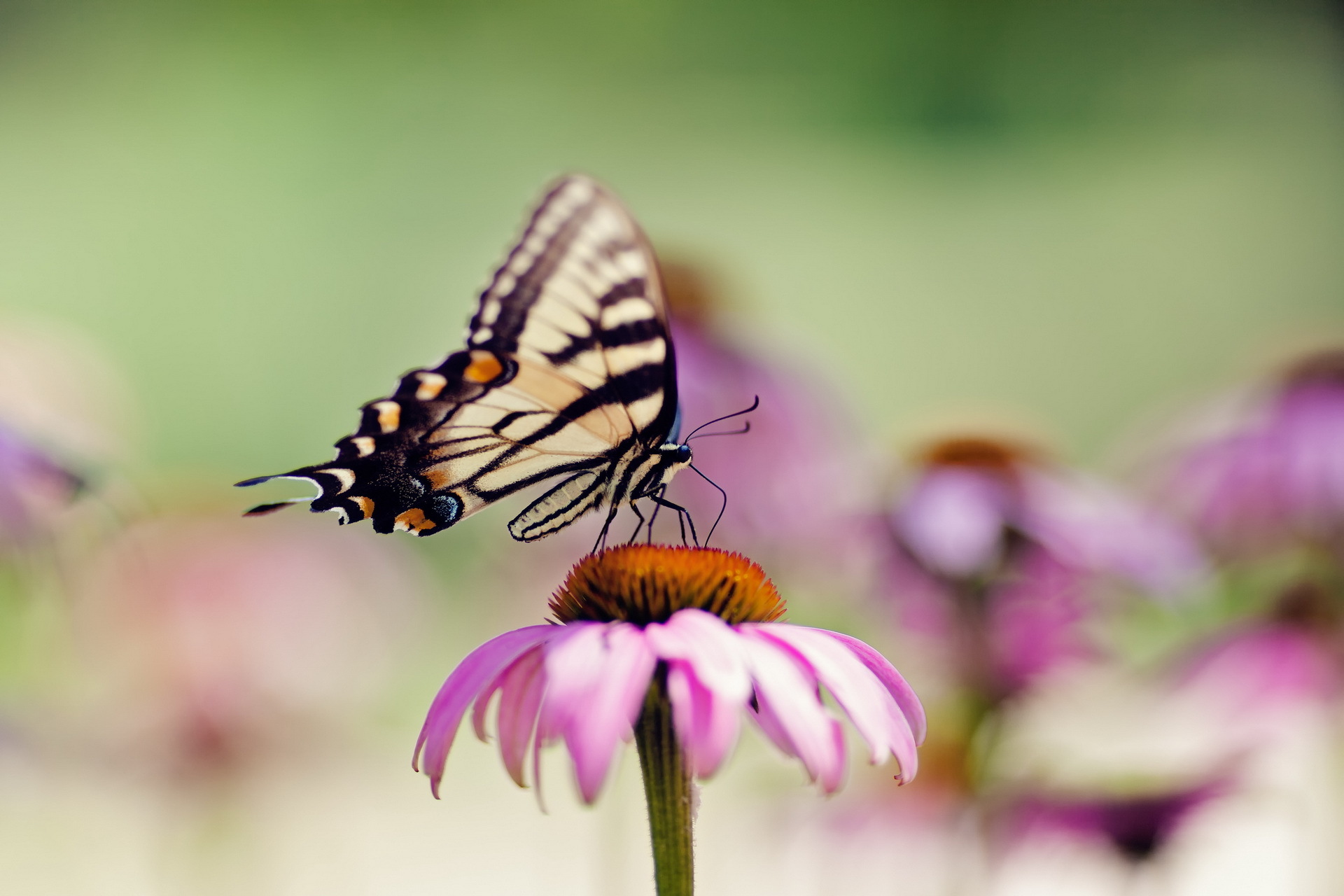 Laden Sie das Tiere, Schmetterlinge, Sommer, Blume, Nahansicht, Verwischen, Pinke Blume-Bild kostenlos auf Ihren PC-Desktop herunter