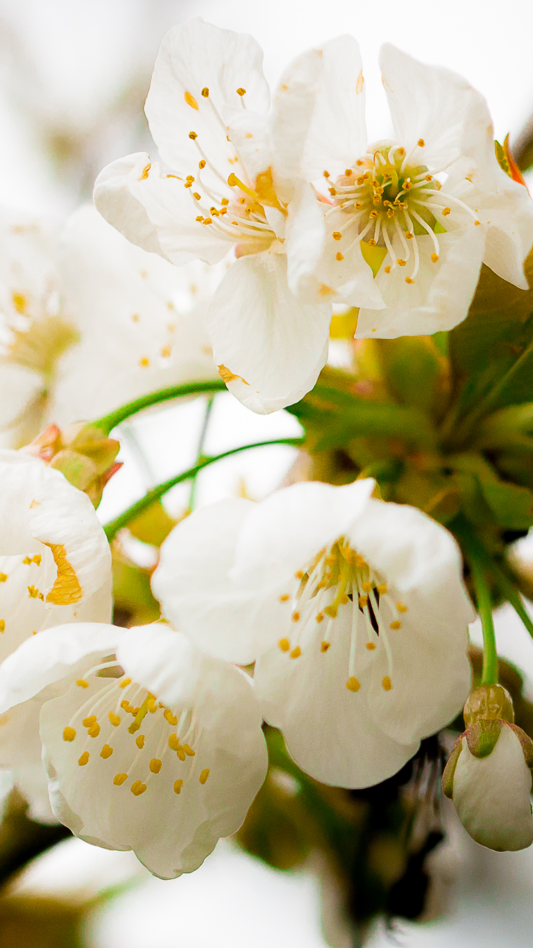 Download mobile wallpaper Flowers, Macro, Earth, Spring, Cherry Blossom, Blossom for free.