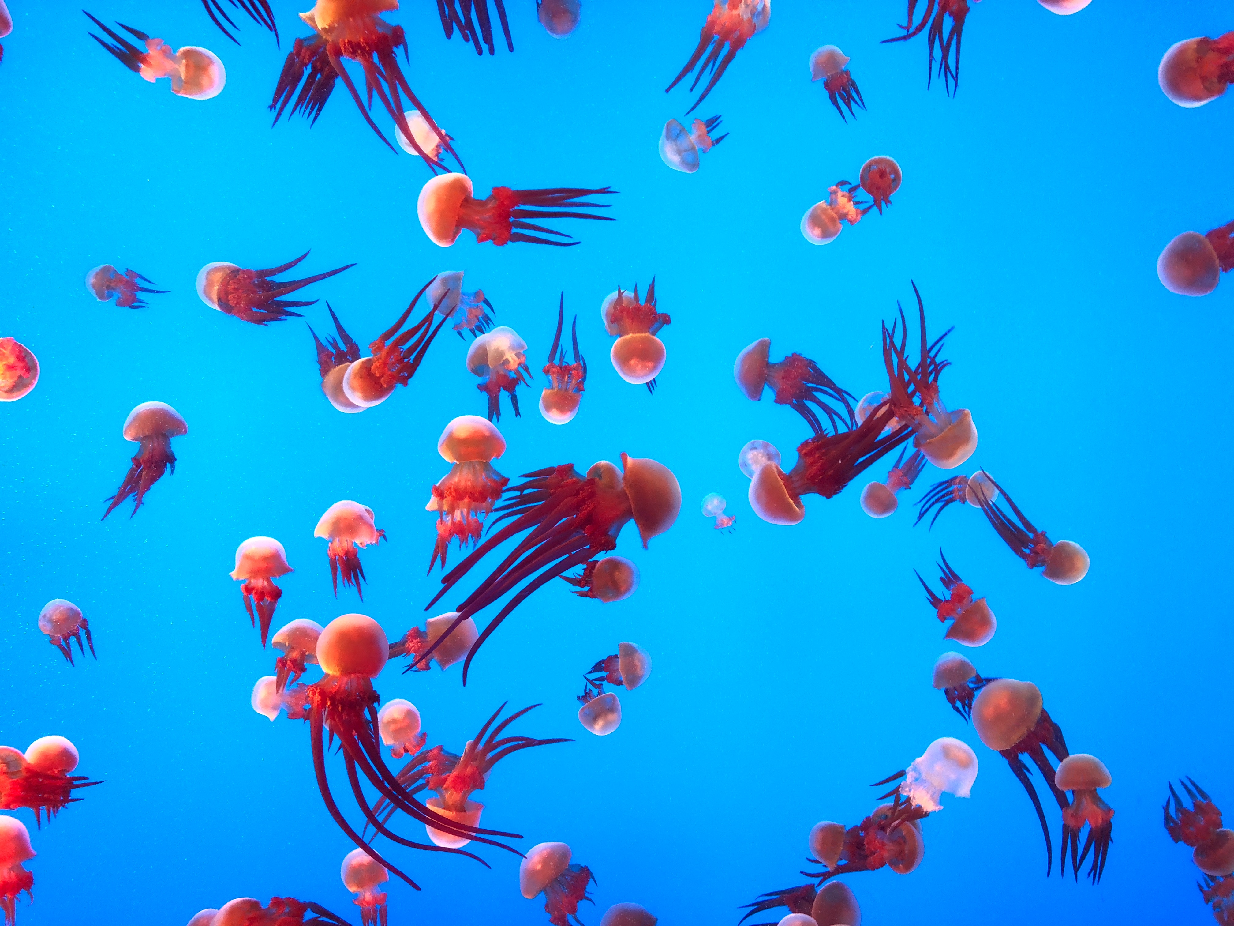 Handy-Wallpaper Jellyfish, Tiere, Ozean, Schwimmen, Aquarium, Unterwasserwelt kostenlos herunterladen.