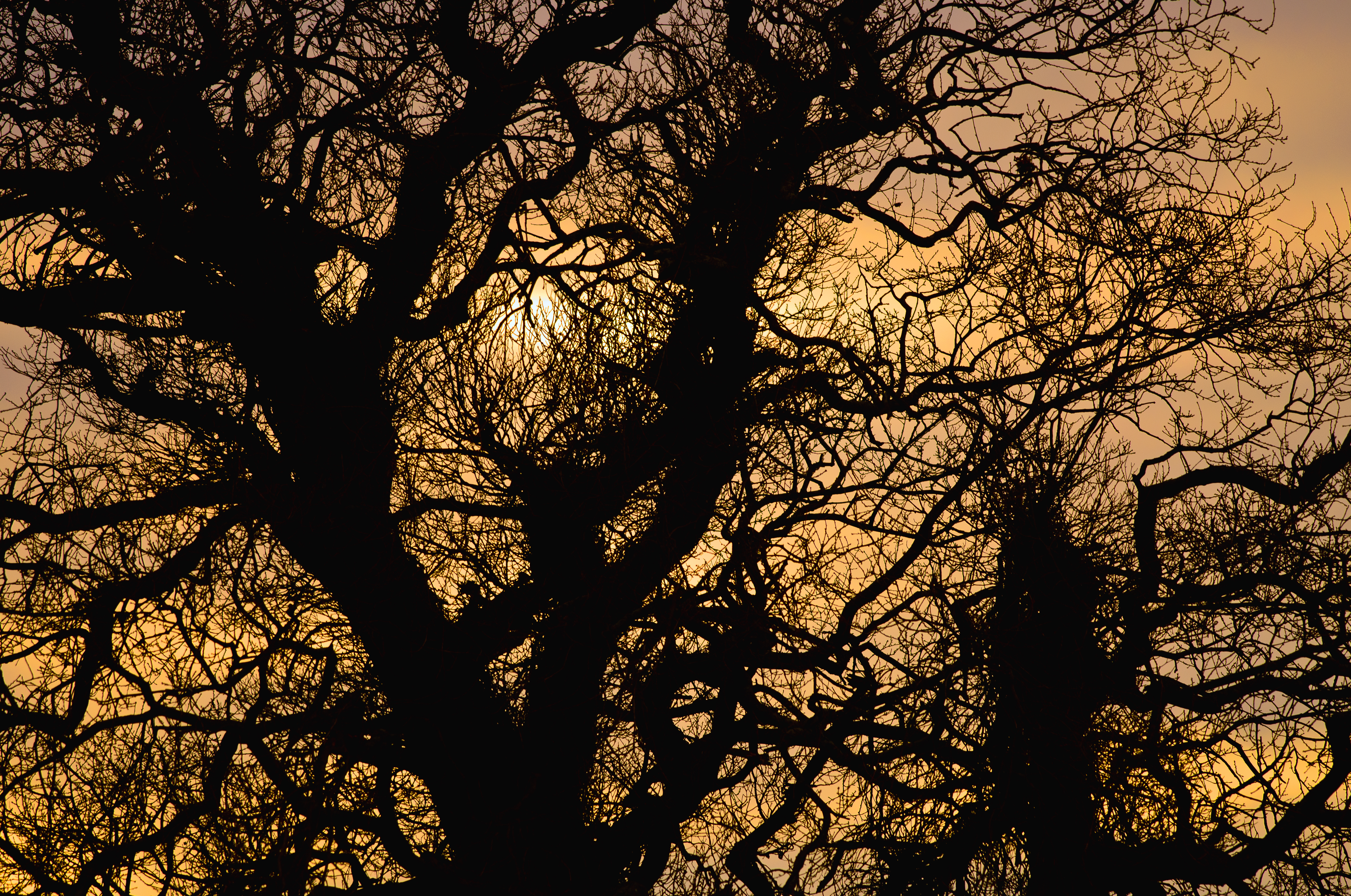 Download mobile wallpaper Branches, Sun, Silhouette, Sunset, Dark for free.