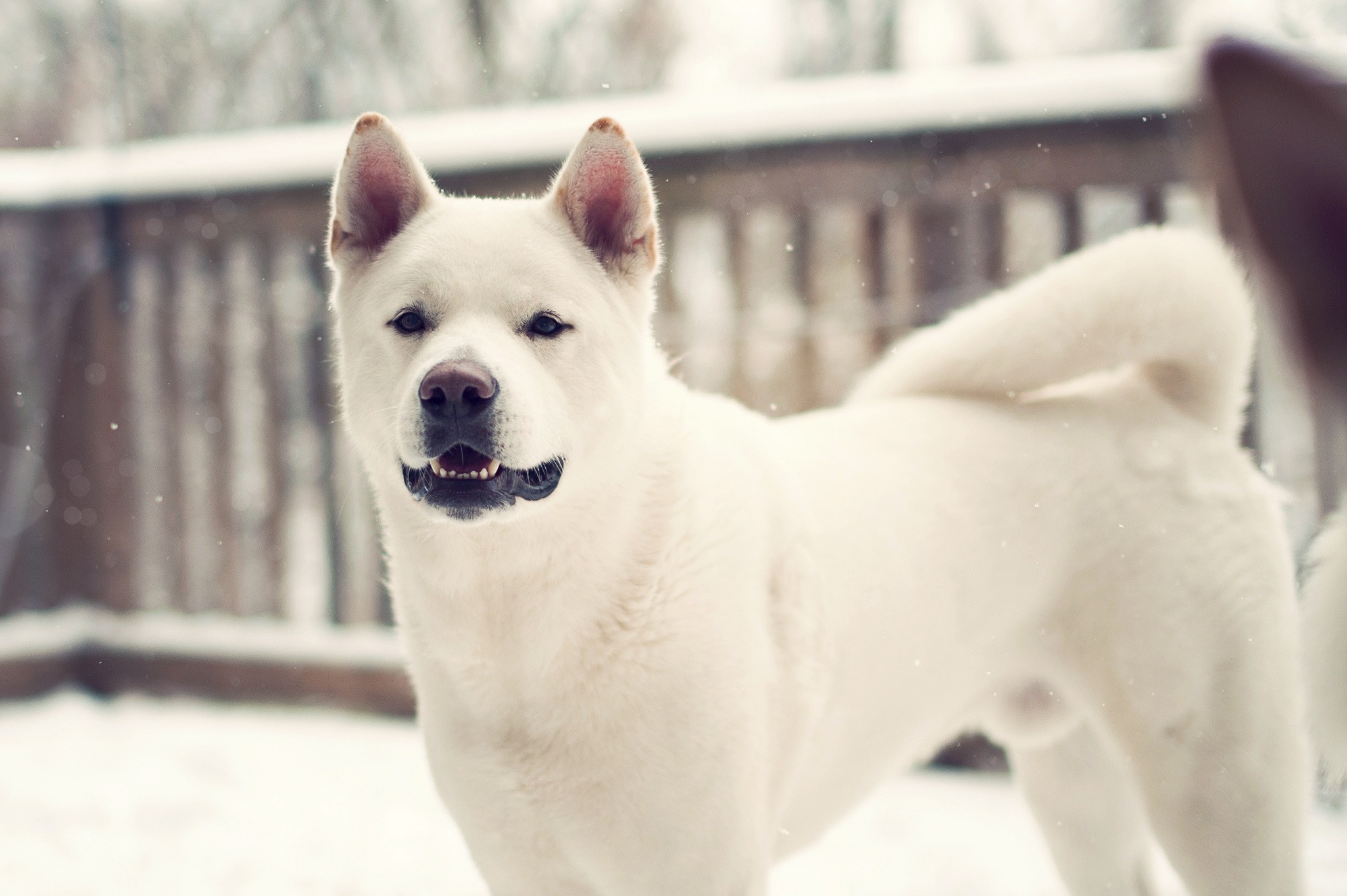 Laden Sie das Kind, Laika, Tiere, Winter, Hund-Bild kostenlos auf Ihren PC-Desktop herunter