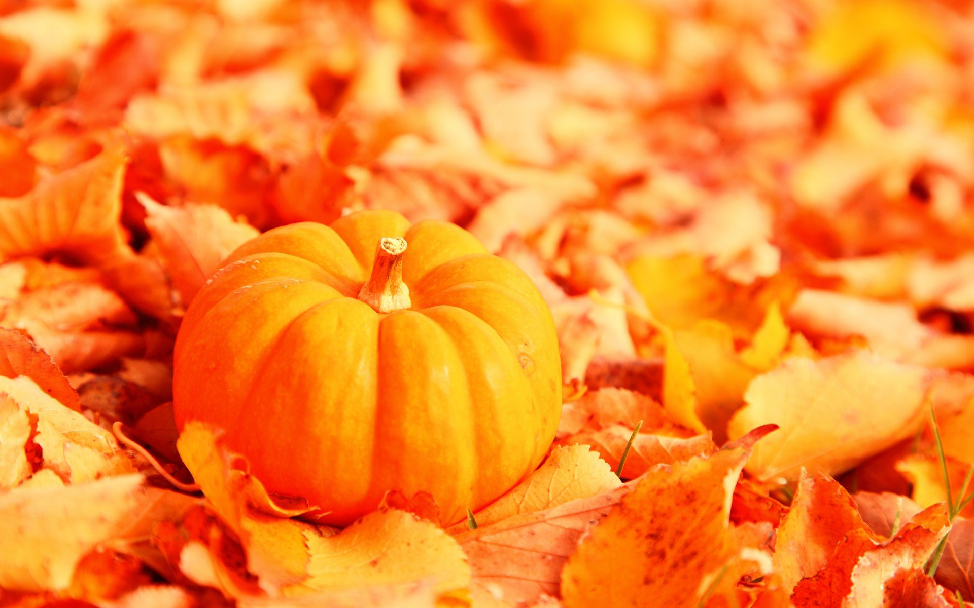 Free download wallpaper Food, Pumpkin on your PC desktop