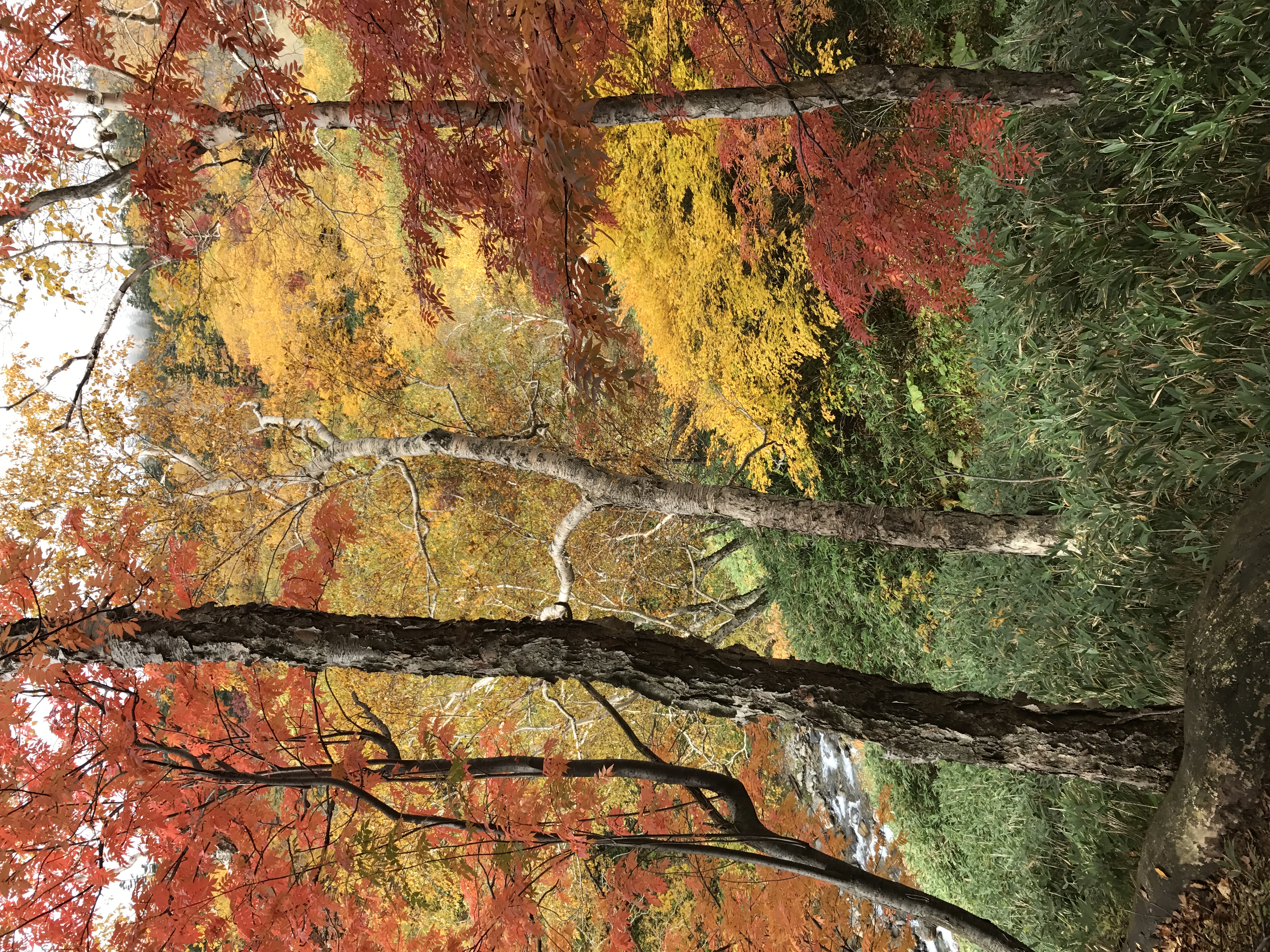 Скачать картинку Деревья, Лес, Природа, Трава, Осень в телефон бесплатно.