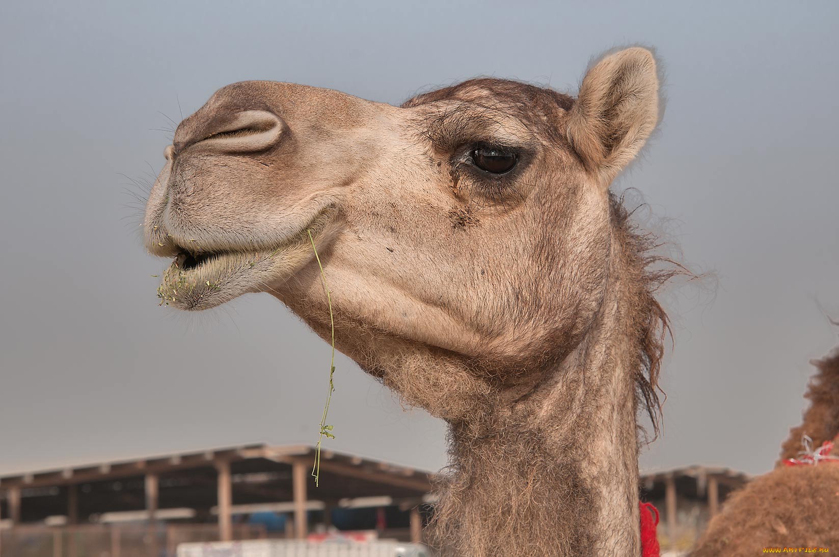Download mobile wallpaper Animal, Camel for free.
