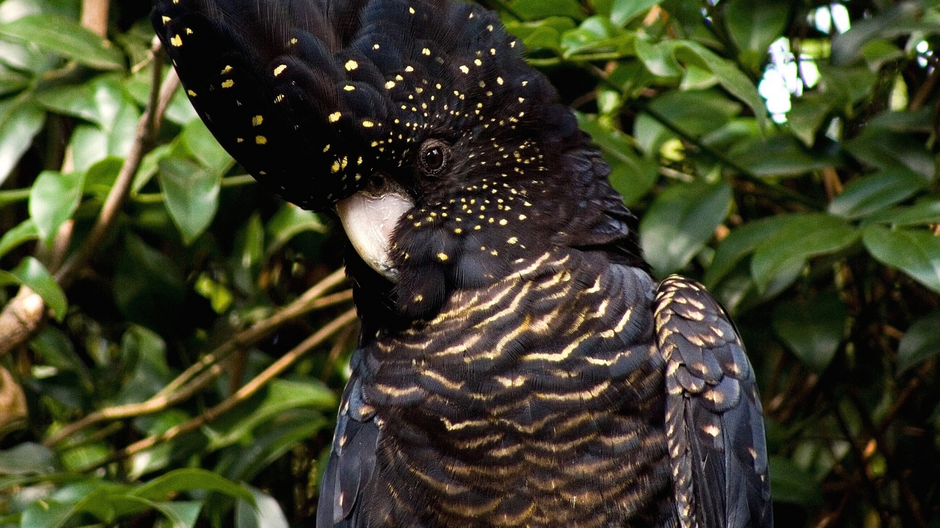 8k Red Tailed Black Cockatoo Images