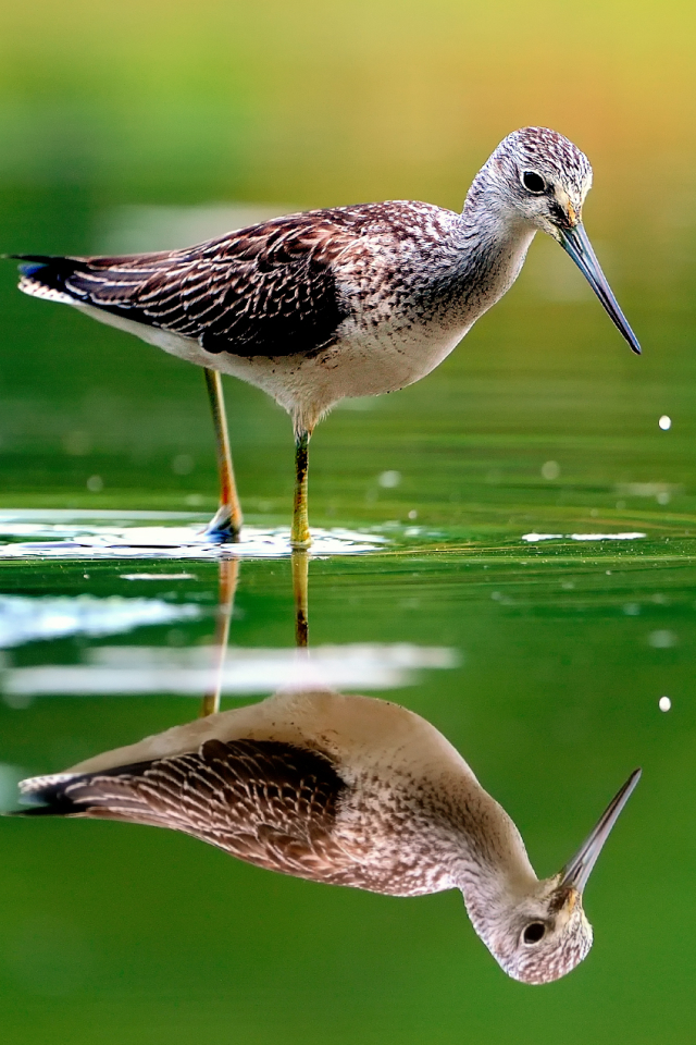 animal, sandpiper, reflection, bird, water, birds