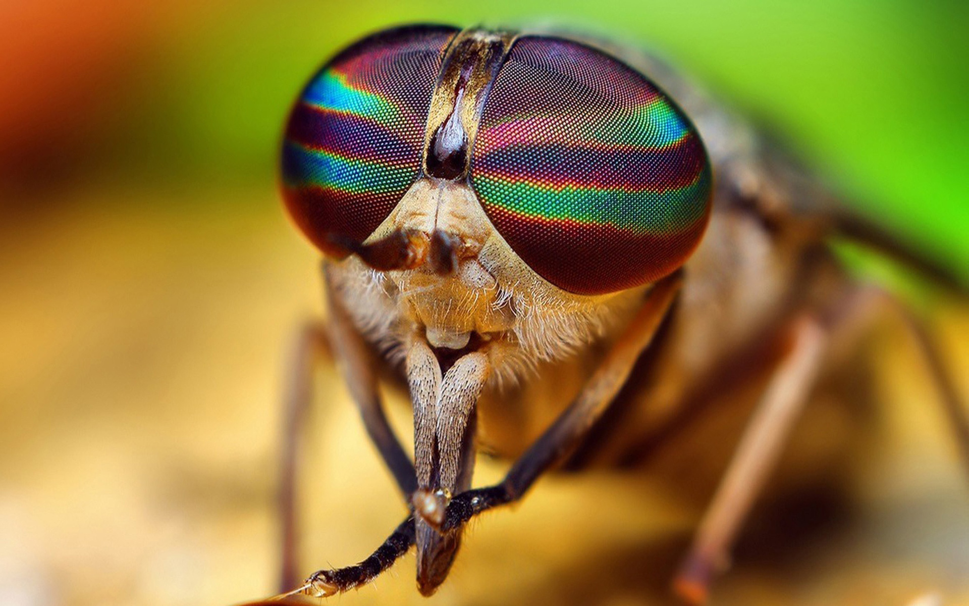 Téléchargez des papiers peints mobile Animaux, Insecte gratuitement.