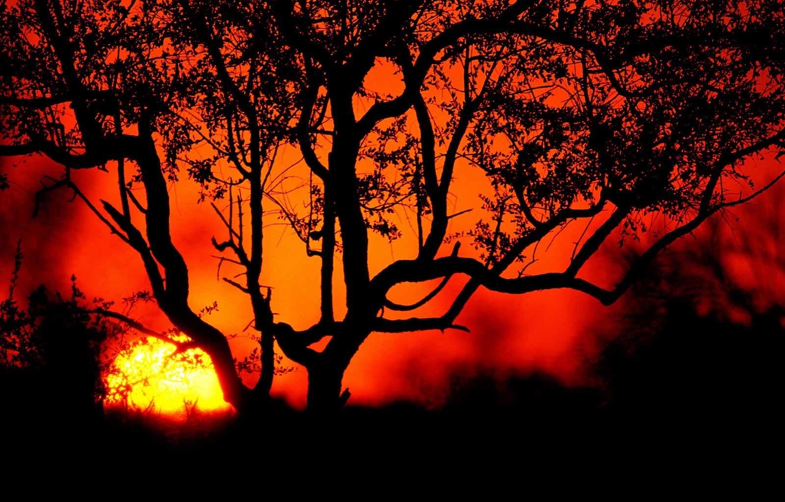 Free download wallpaper Trees, Sunset, Sun, Landscape on your PC desktop