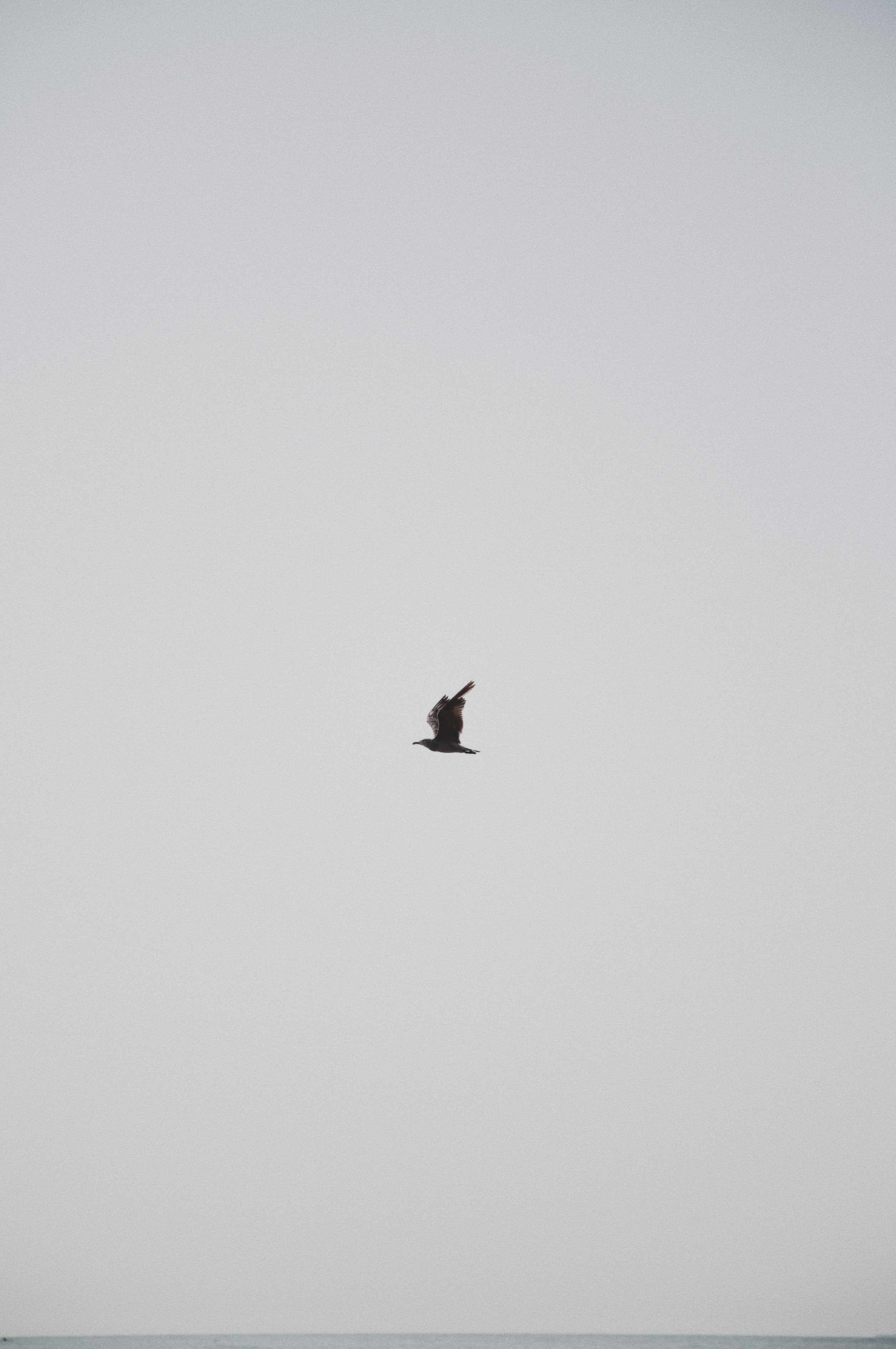 minimalism, sky, bird, grey, gull, seagull 2160p