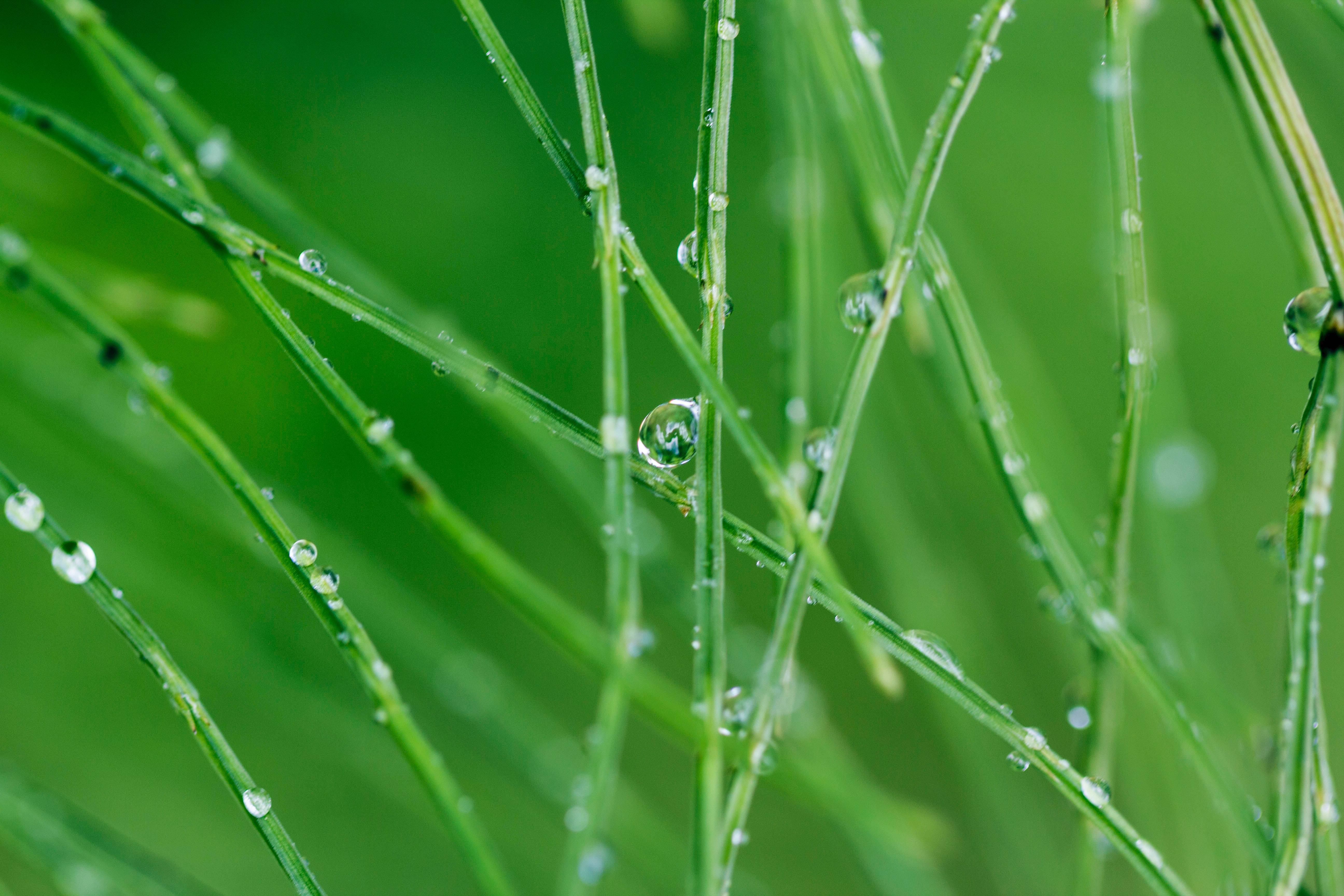 Laden Sie das Grass, Drops, Makro-Bild kostenlos auf Ihren PC-Desktop herunter