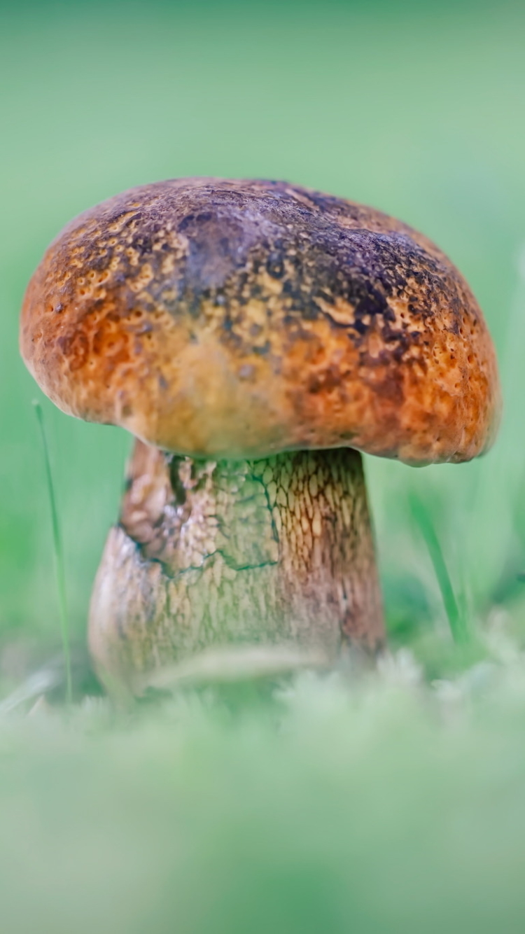 Download mobile wallpaper Earth, Mushroom for free.