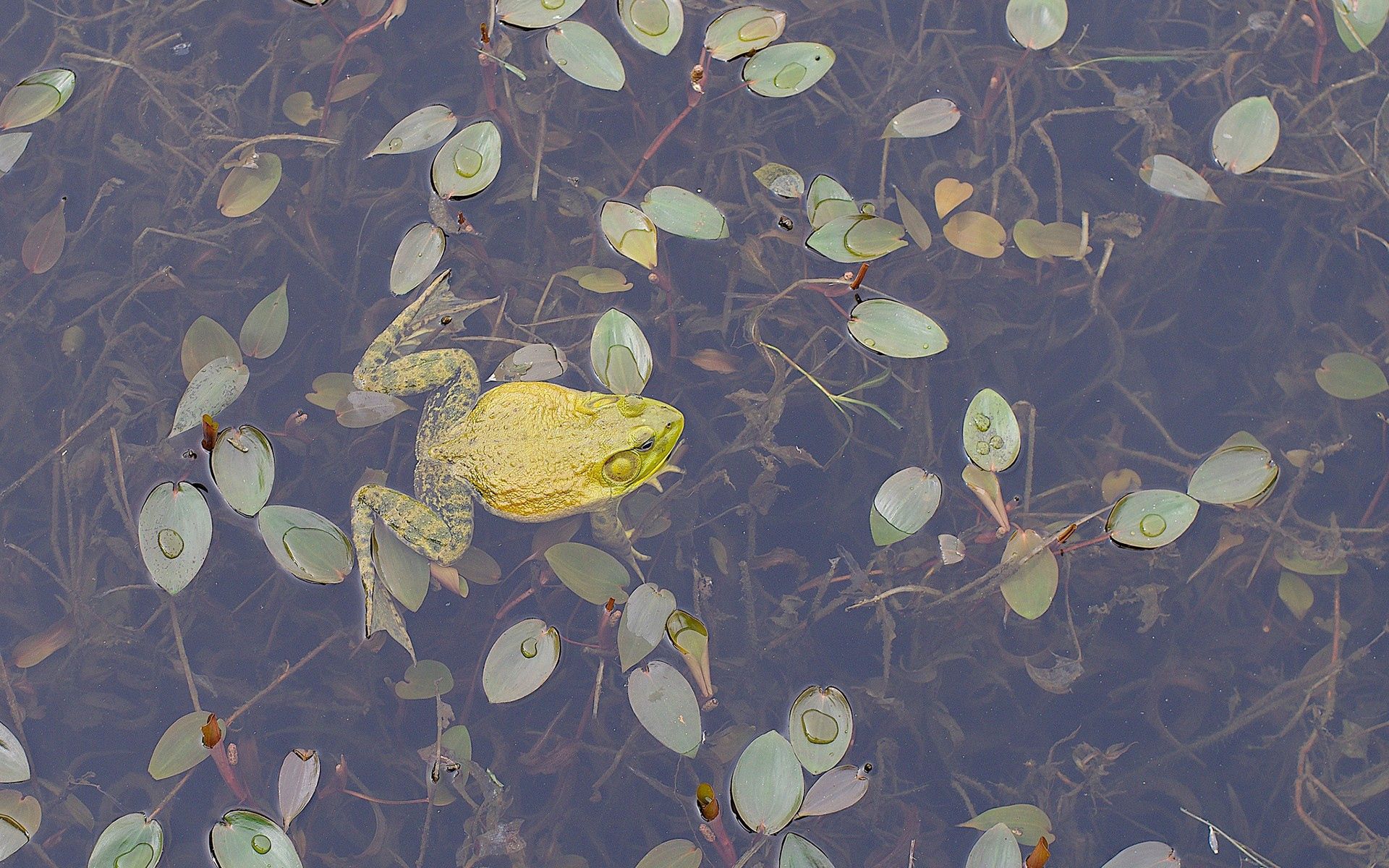 Lock Screen PC Wallpaper animals, leaves, to swim, swim, frog