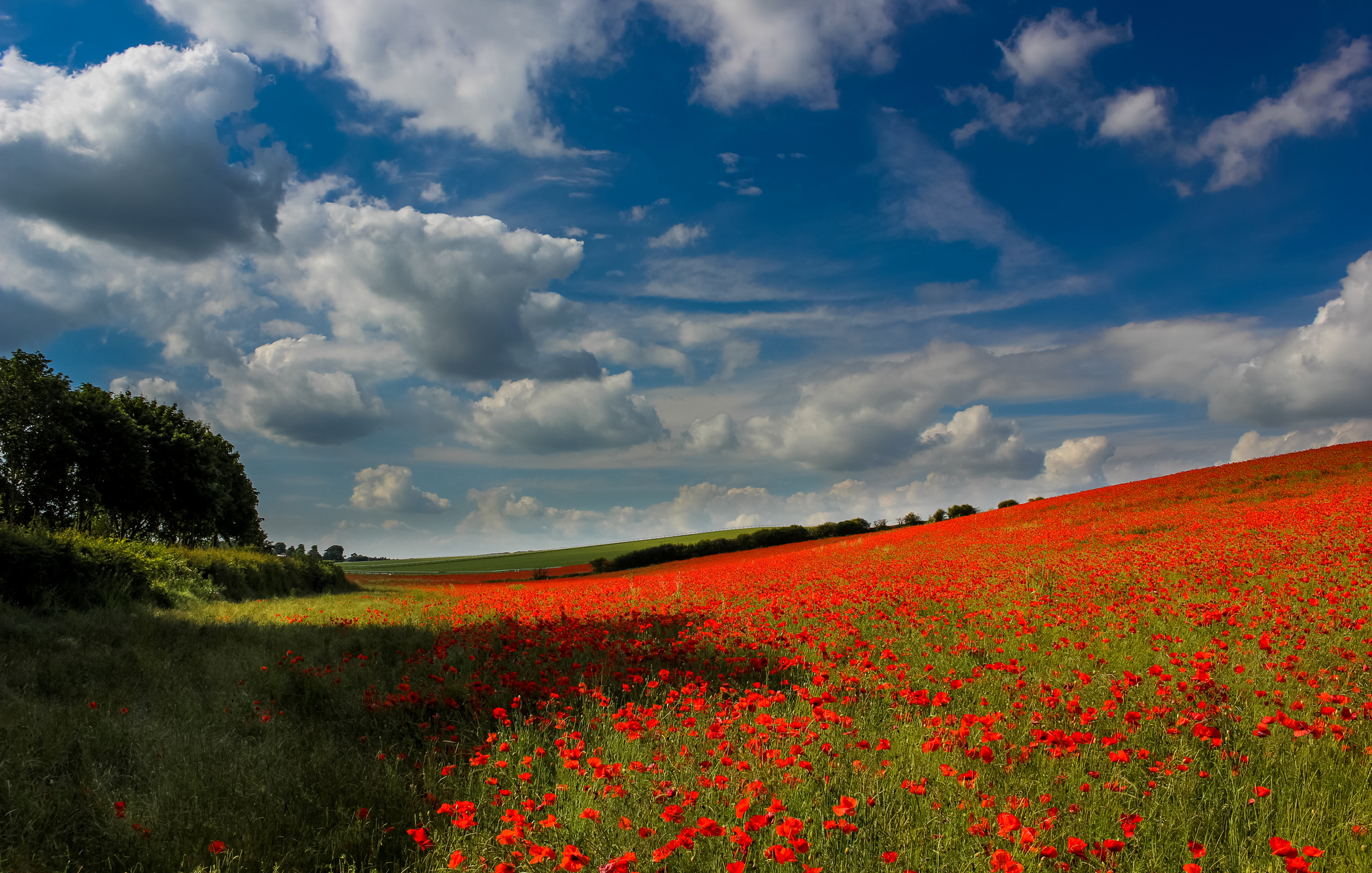 Free download wallpaper Flowers, Earth, Cloud, Poppy on your PC desktop