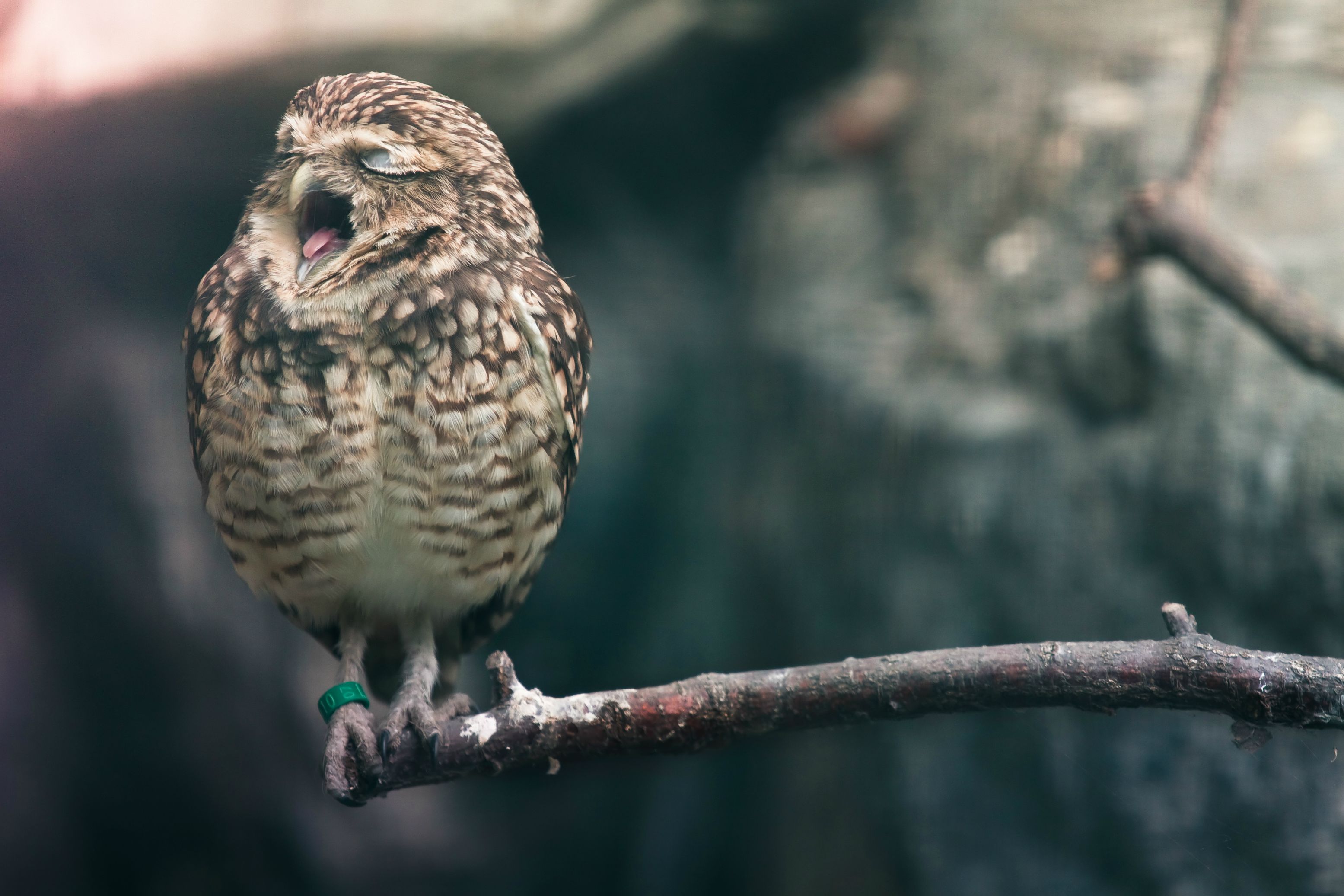 Free download wallpaper Owl, Birds, Animal on your PC desktop