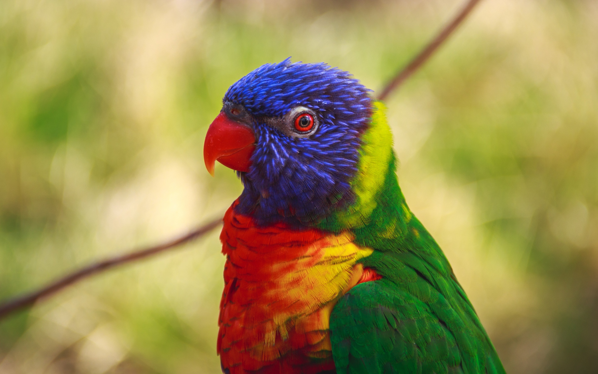 Download mobile wallpaper Birds, Animal, Parrot, Rainbow Lorikeet for free.