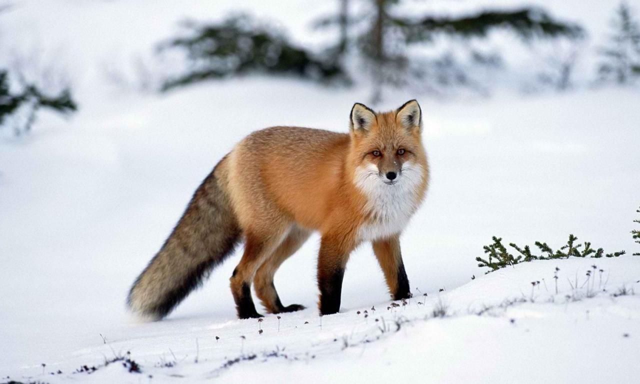 Download mobile wallpaper Snow, Fox, Animal for free.