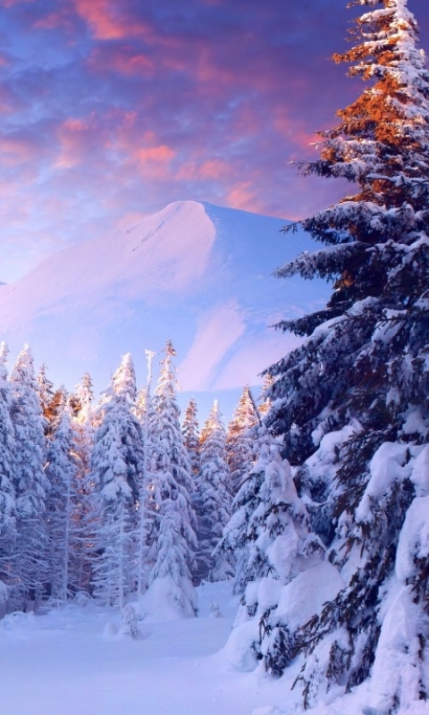 Download mobile wallpaper Winter, Snow, Forest, Earth for free.