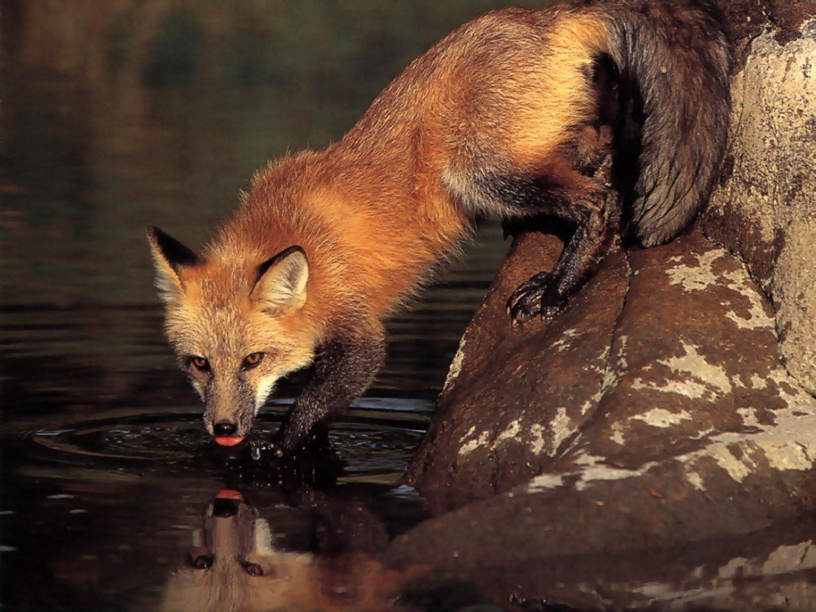 Laden Sie das Wasser, Stones, Ein Fuchs, Trinken, Tiere, Fuchs-Bild kostenlos auf Ihren PC-Desktop herunter
