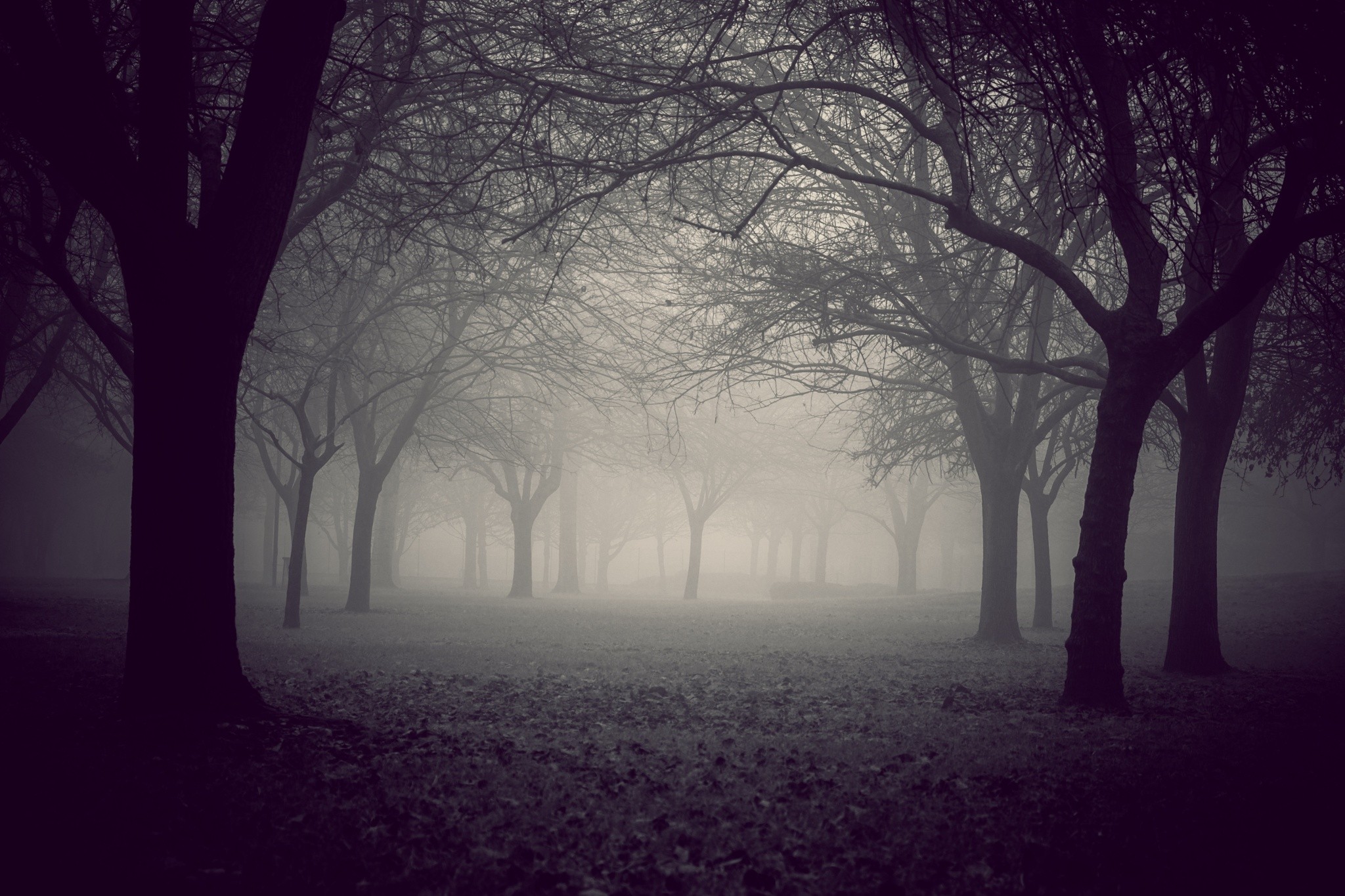 Download mobile wallpaper Landscape, Nature, Tree, Fog, Earth for free.