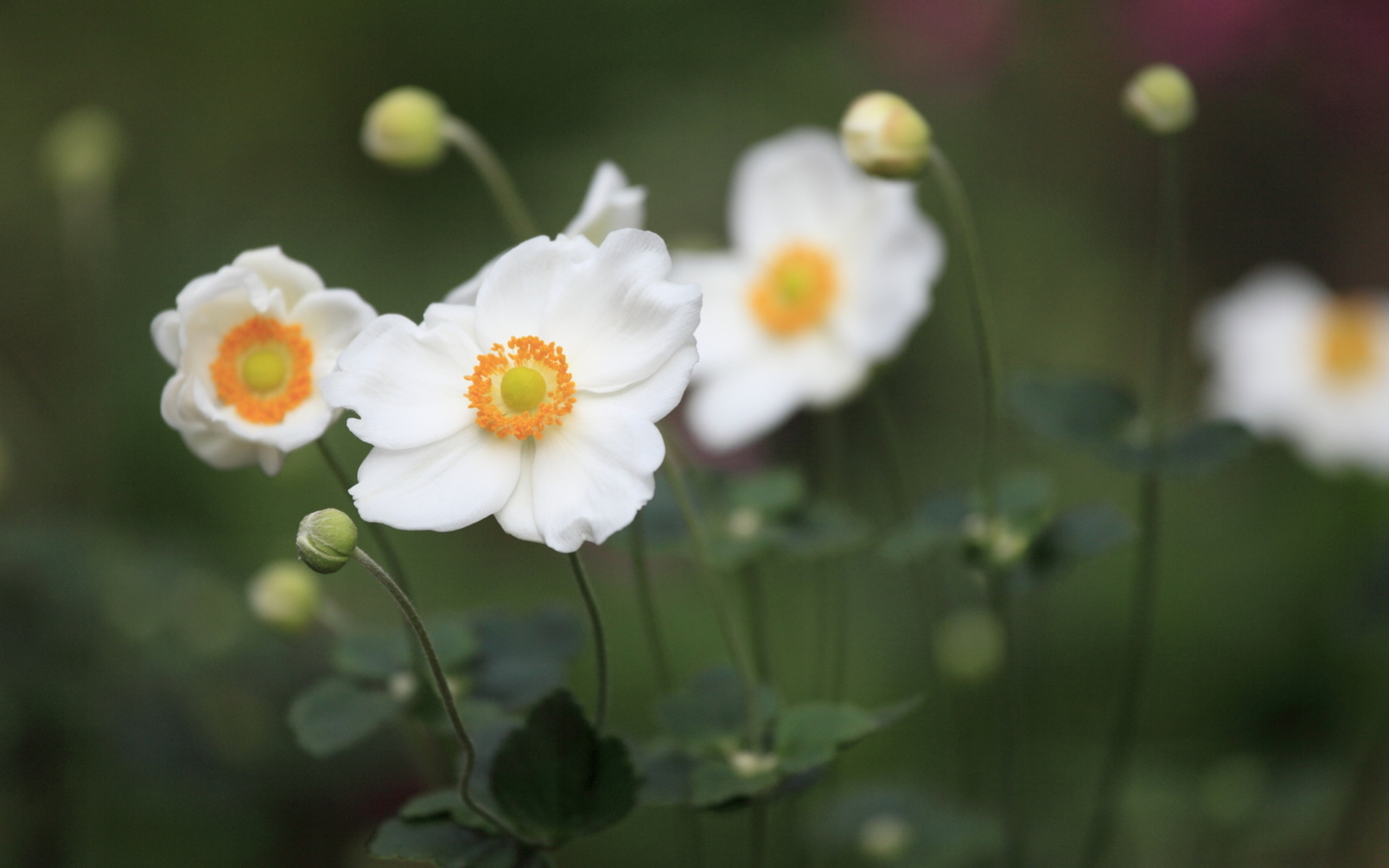 Descarga gratis la imagen Flores, Flor, Tierra/naturaleza en el escritorio de tu PC