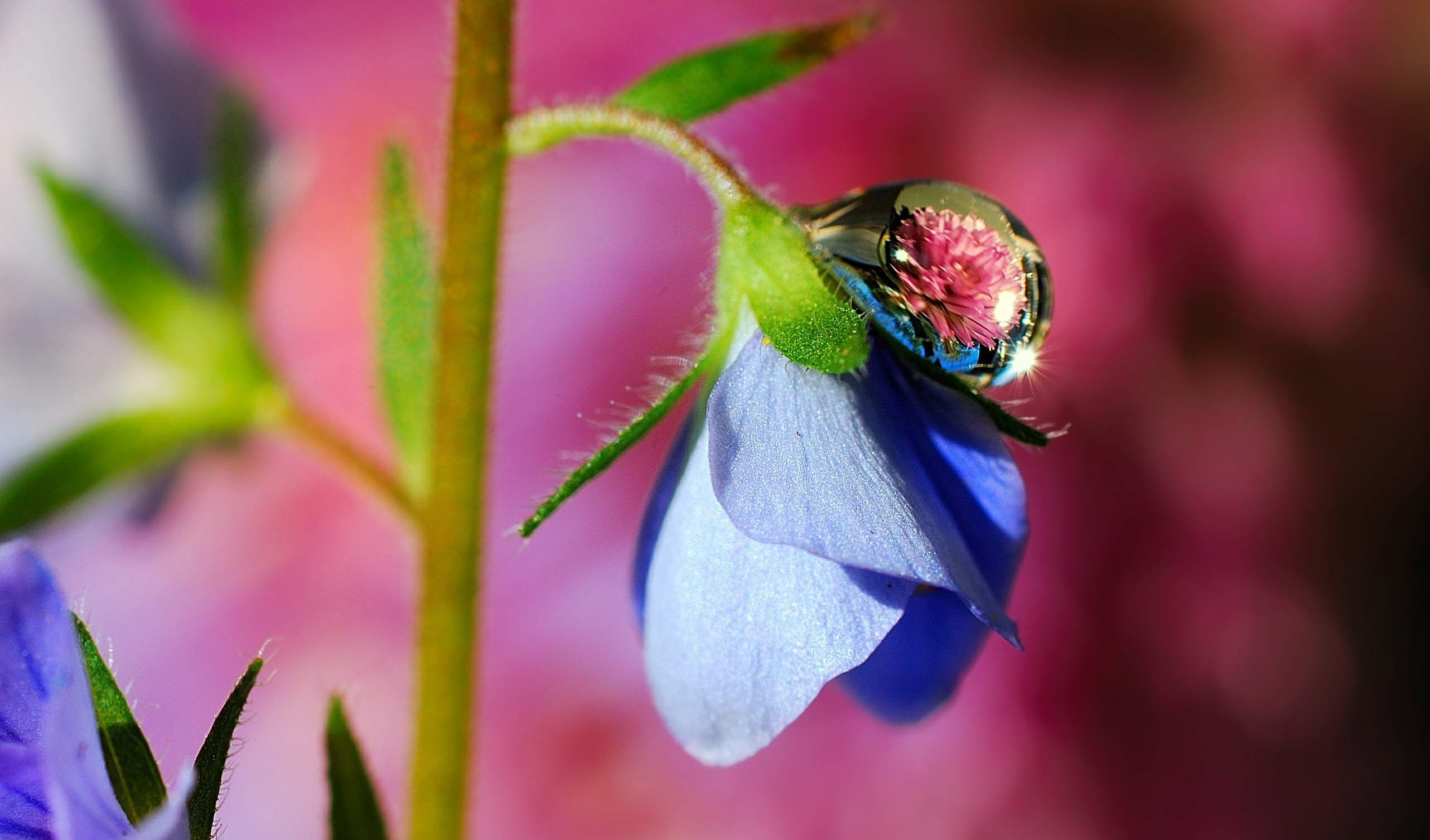 Handy-Wallpaper Blumen, Blume, Makro, Wassertropfen, Erde/natur, Blaue Blume kostenlos herunterladen.