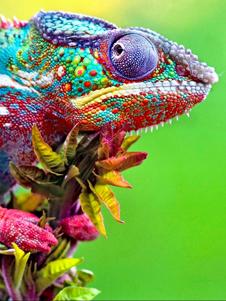Download mobile wallpaper Animal, Lizard, Chameleon, Colorful, Reptiles for free.
