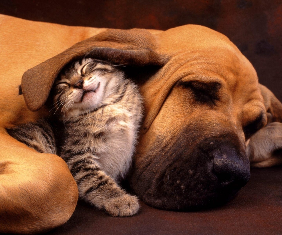 Baixe gratuitamente a imagem Animais, Gato & Cão na área de trabalho do seu PC