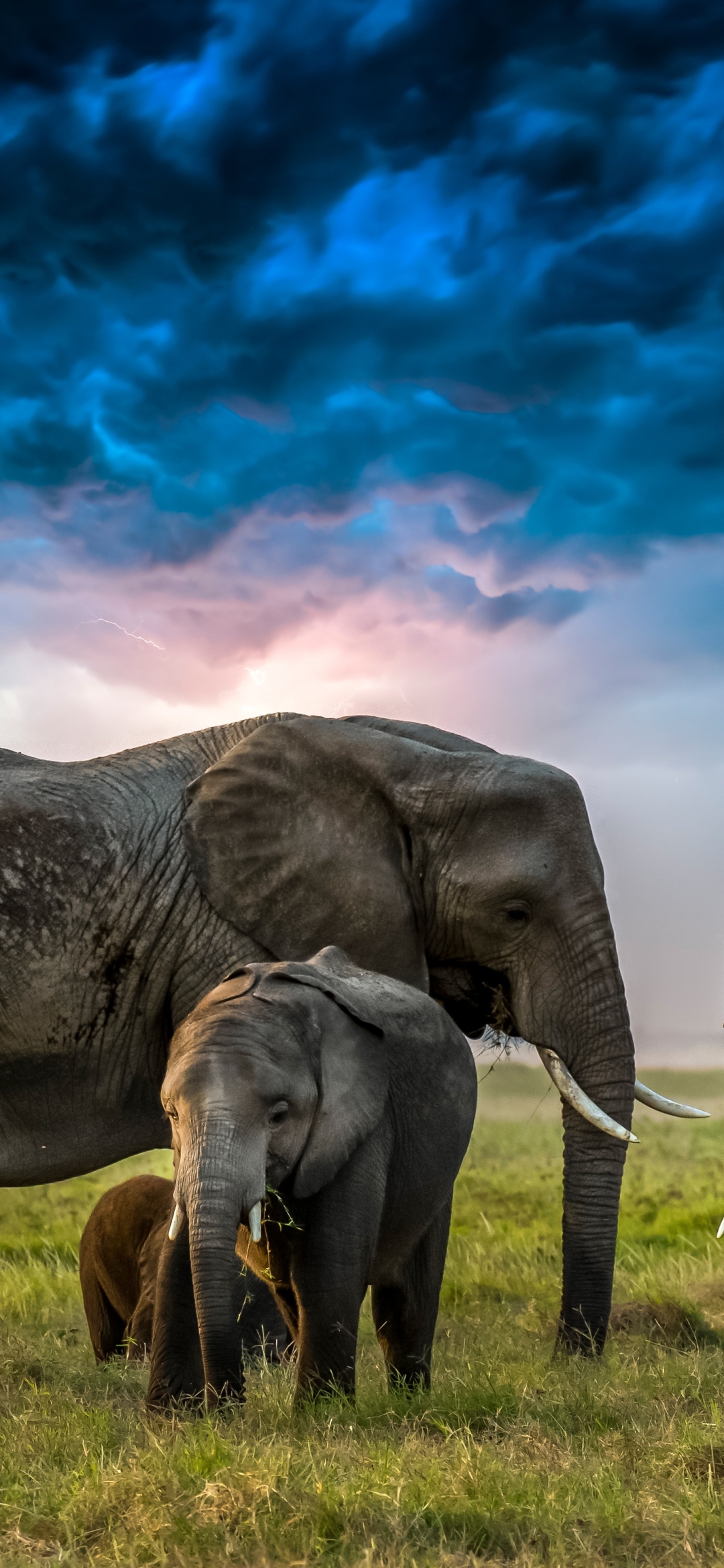 Скачати мобільні шпалери Слони, Тварина, Хмара, Дитинча Тварини, Африканський Чагарниковий Слон безкоштовно.