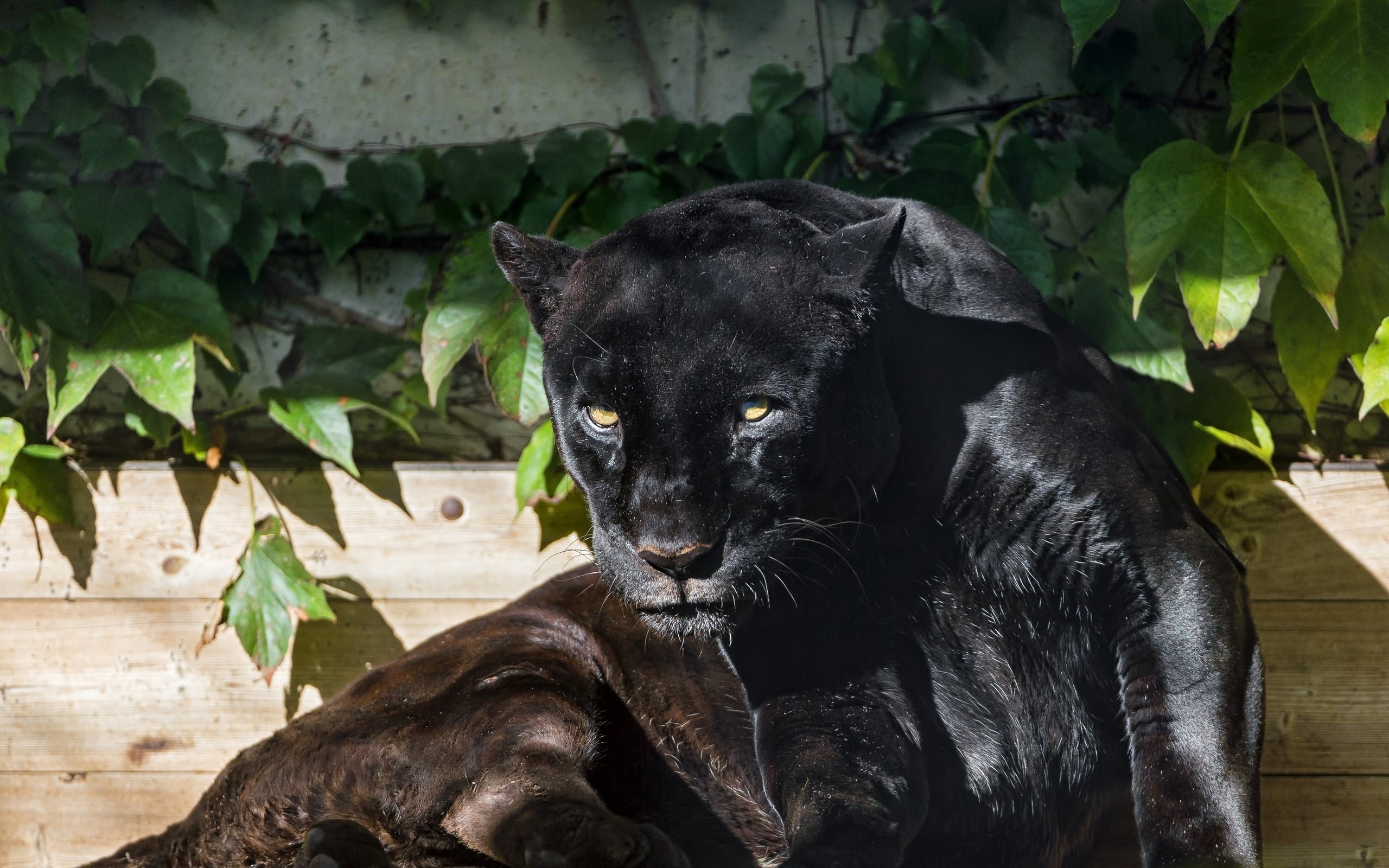 Download mobile wallpaper Black Panther, Cats, Animal for free.