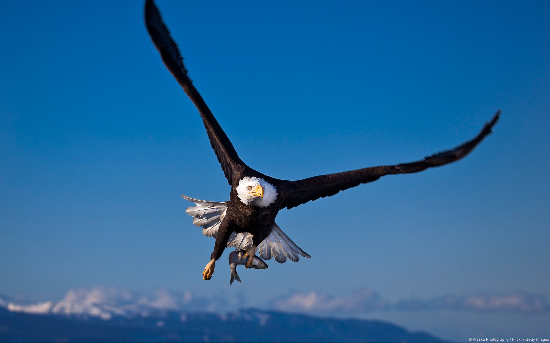 184590 descargar imagen animales, aves, águila calva, ave: fondos de pantalla y protectores de pantalla gratis