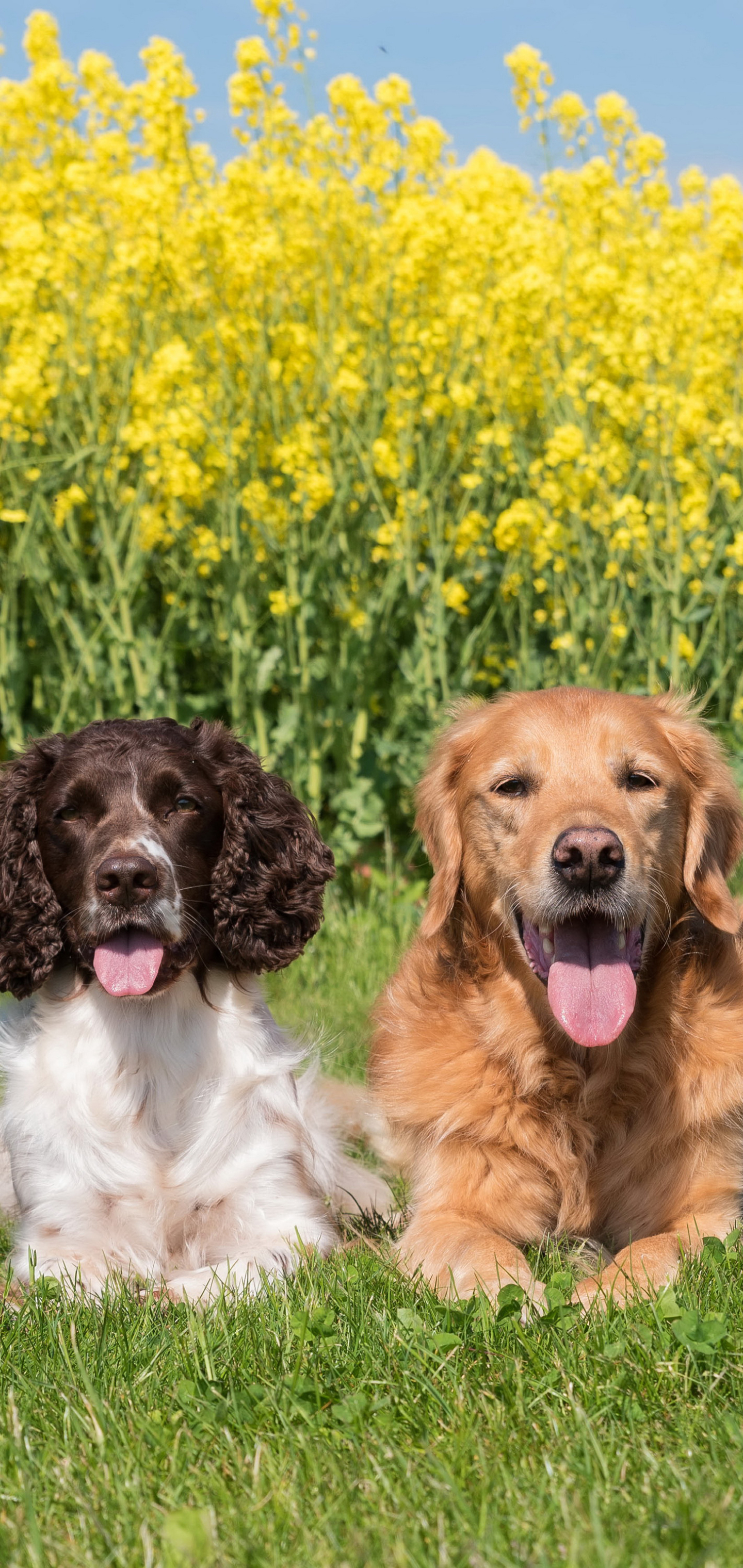 Laden Sie das Tiere, Hunde, Spaniel, Hund, Golden Retriever, Springer Spaniel-Bild kostenlos auf Ihren PC-Desktop herunter