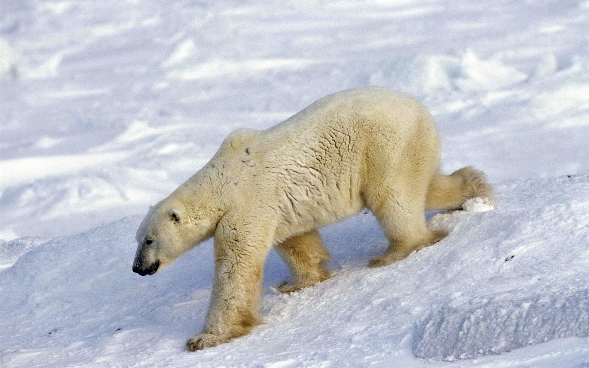 63029 скачать картинку животные, снег, медведь, прогулка, полярный медведь, большой - обои и заставки бесплатно