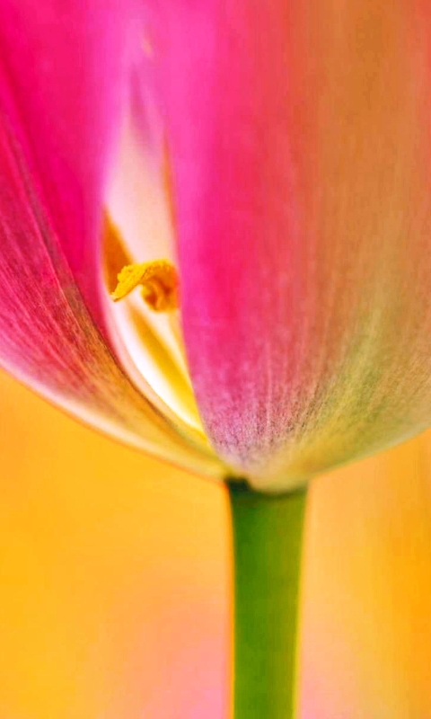 Download mobile wallpaper Flowers, Flower, Earth, Colorful, Spring, Tulip, Petal, Pink Flower for free.