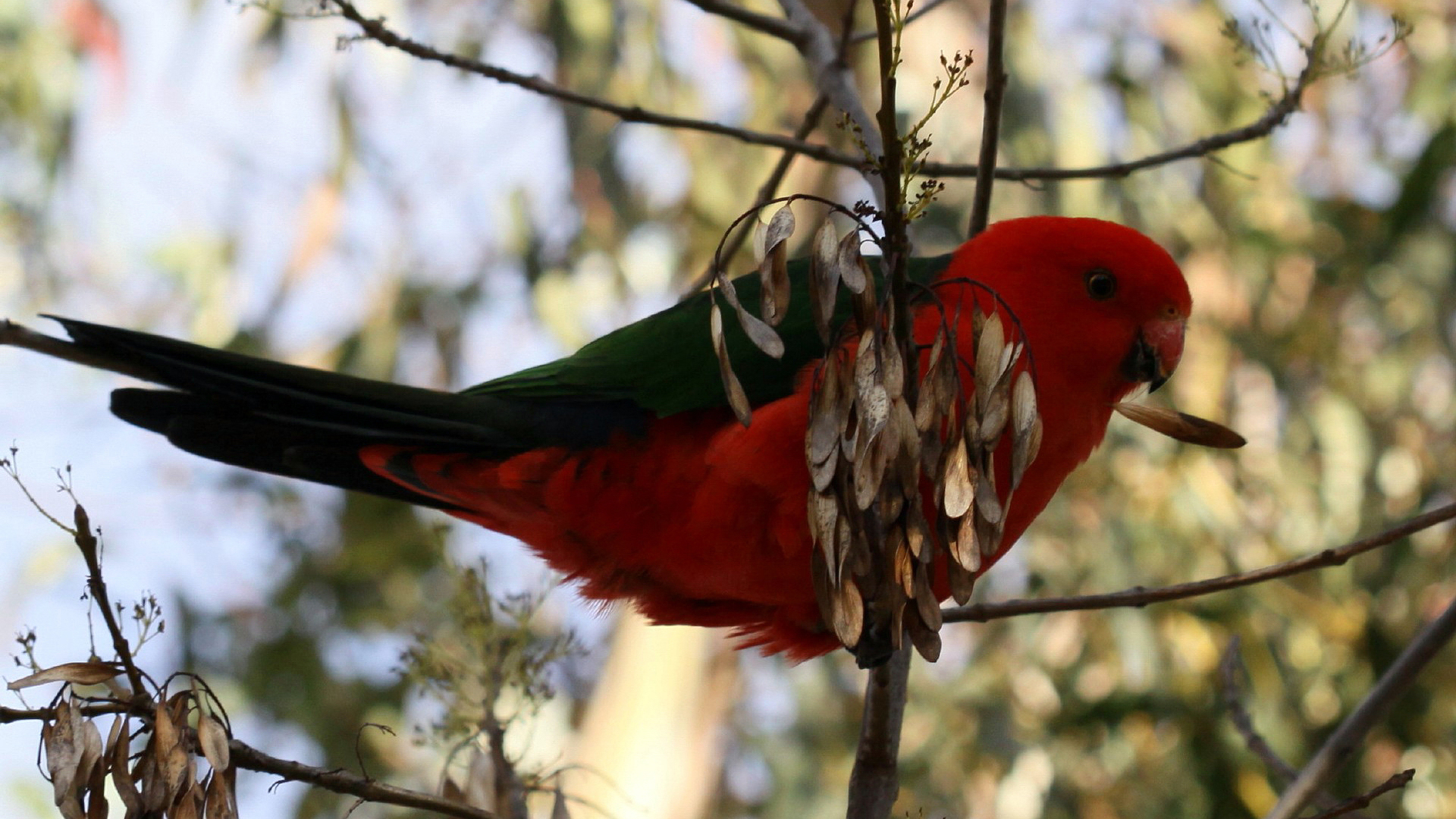 Download mobile wallpaper Parrot, Birds, Animal for free.