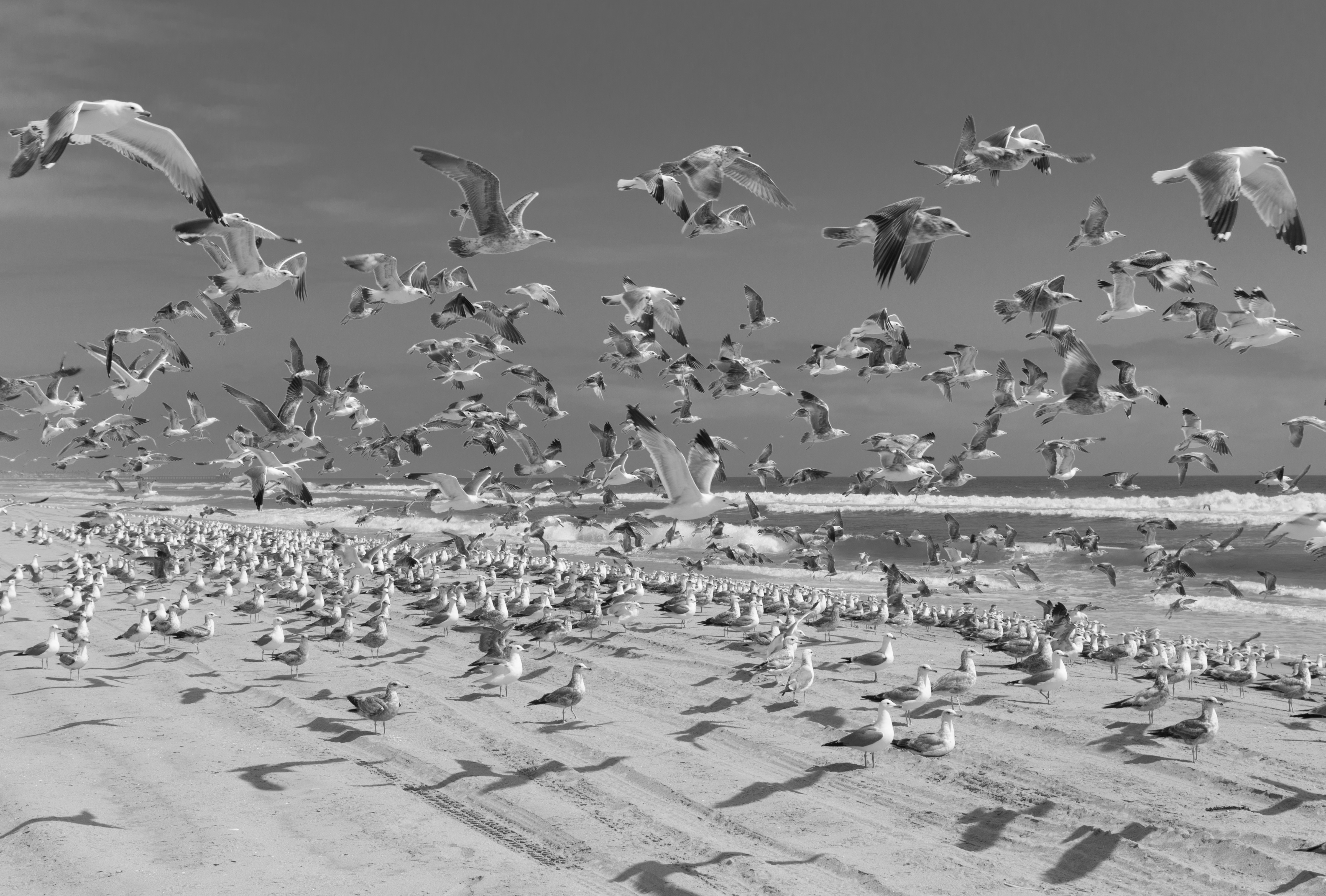 Скачать обои бесплатно Животные, Птицы, Море, Пляж, Лето, Чайка, Чёрно Белое картинка на рабочий стол ПК