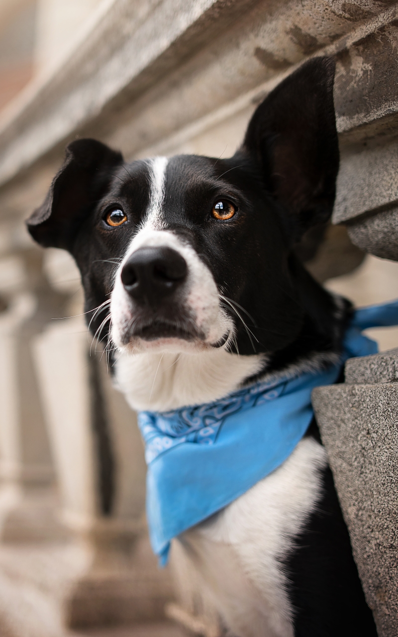 Descarga gratuita de fondo de pantalla para móvil de Perros, Perro, Animales.